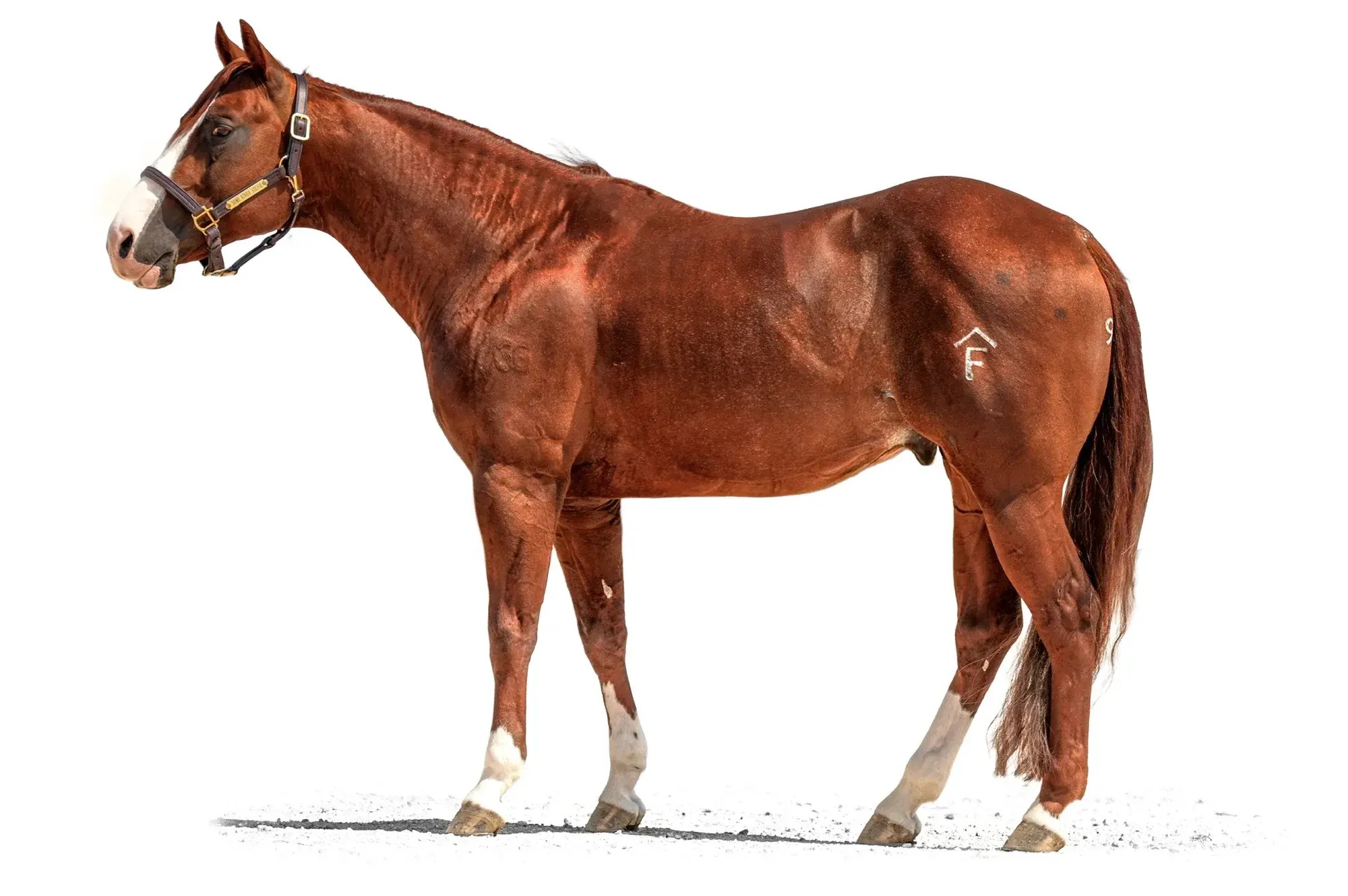 Some Kinda Stevie, a 2020 sorrel roping breeding stallion, by Stevie Rey Von standing at Solo Select Horses