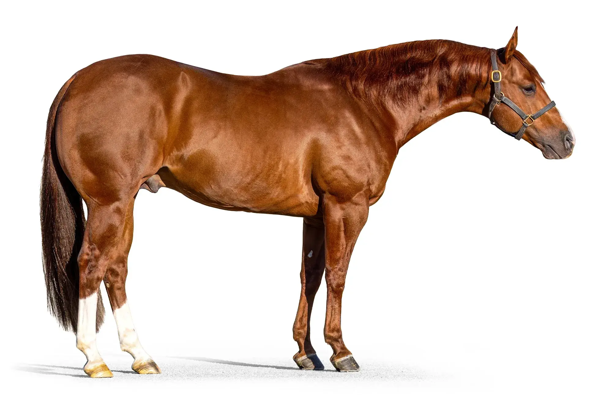 Stylin High Brow, a 2019 breeding stallion, by High Brow Cat standing at Solo Select Horses