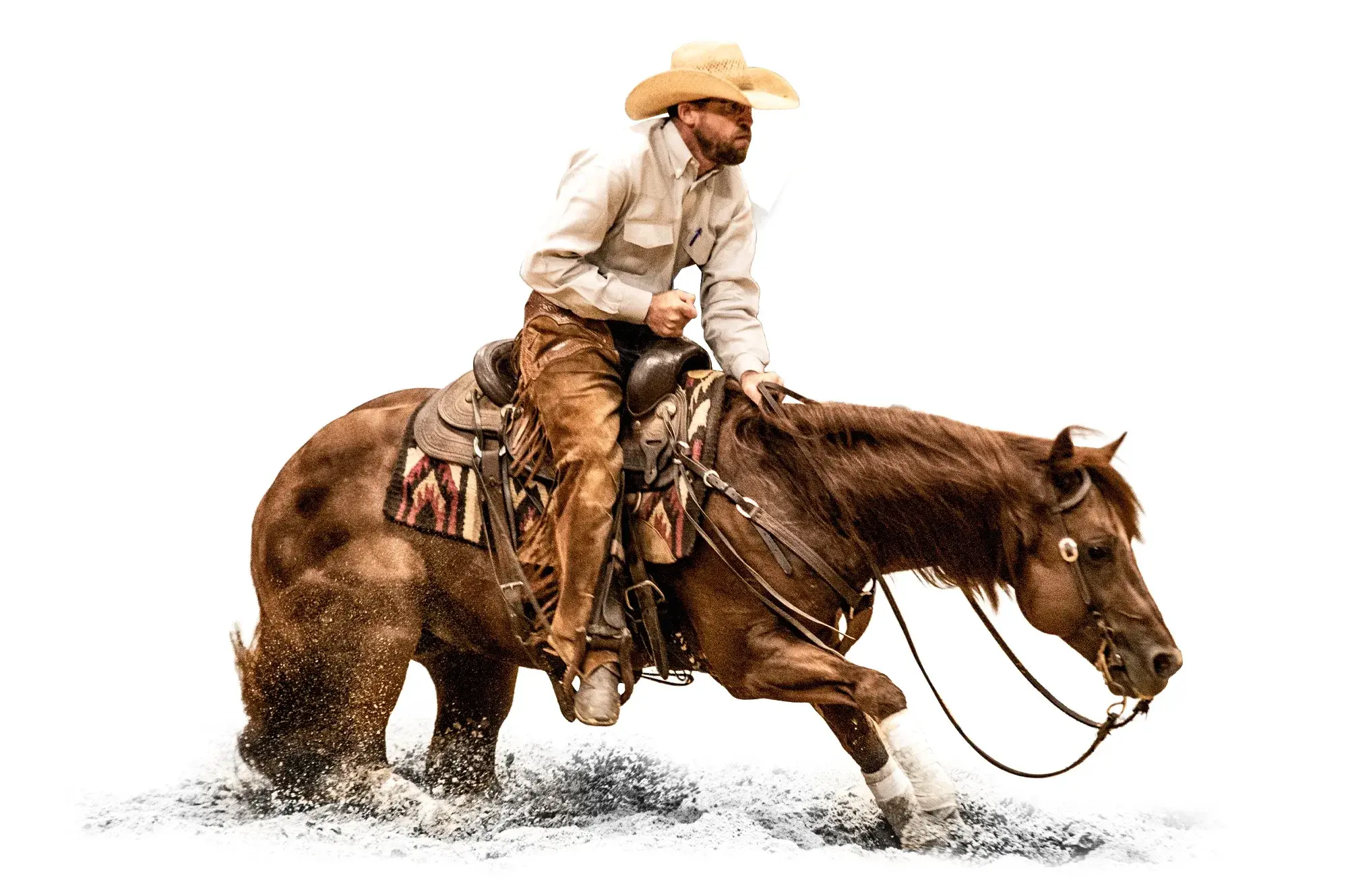 The Animal, a 2014 sorrel cutting breeding stallion, by Cat Ichi standing at Solo Select Horses