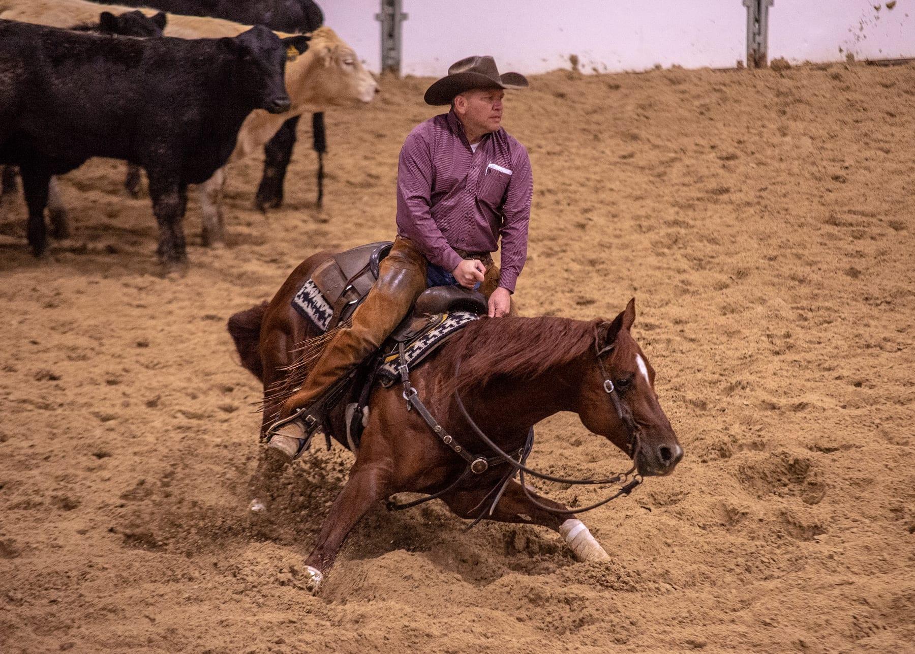 The Animal, sorrel cutting stallion at Solo Select Horses — photo 4