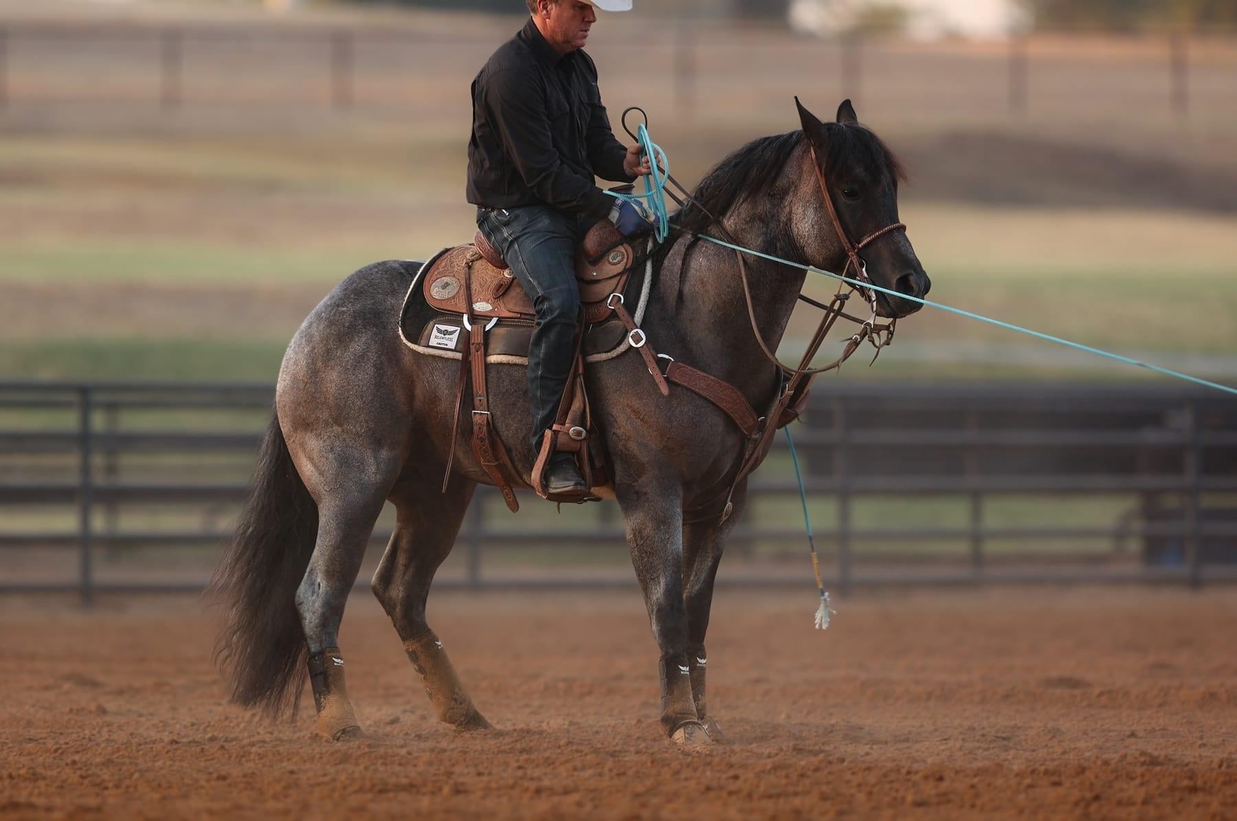 The Darkk Side, bay roan roping stallion at Solo Select Horses — photo 11