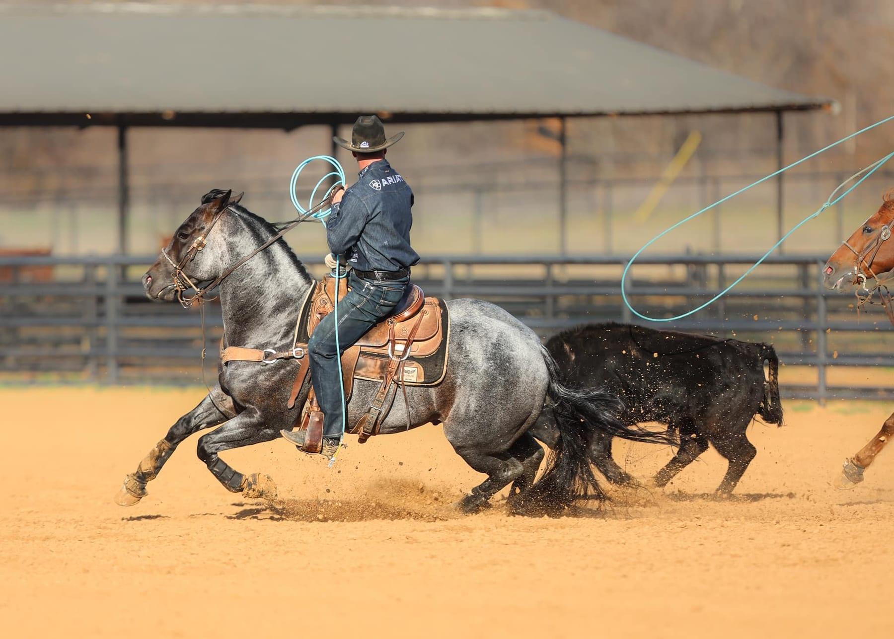 The Darkk Side, bay roan roping stallion at Solo Select Horses — photo 3