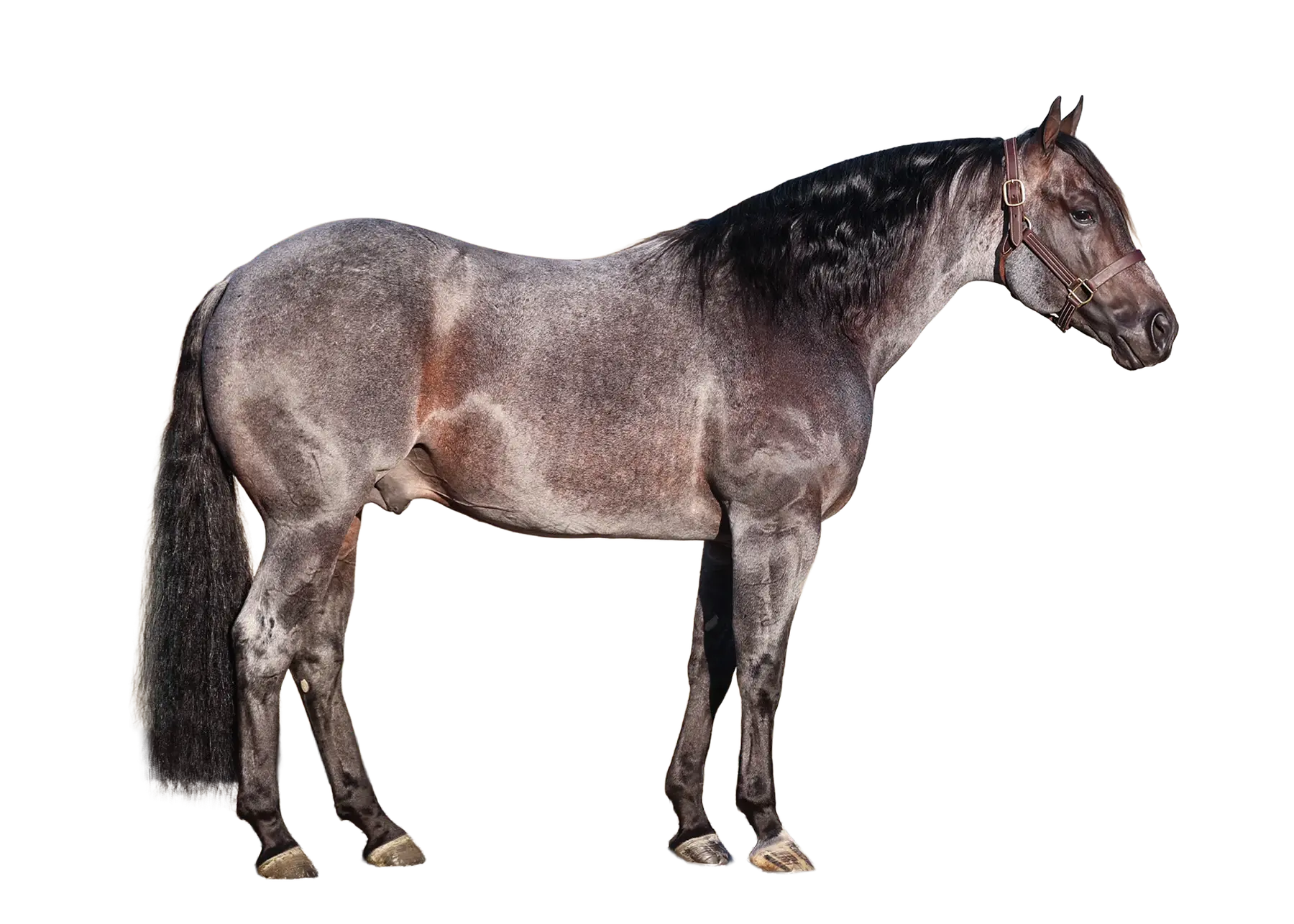 The Darkk Side, a 2019 bay roan roping breeding stallion, by Once In A Blu Boon standing at Solo Select Horses