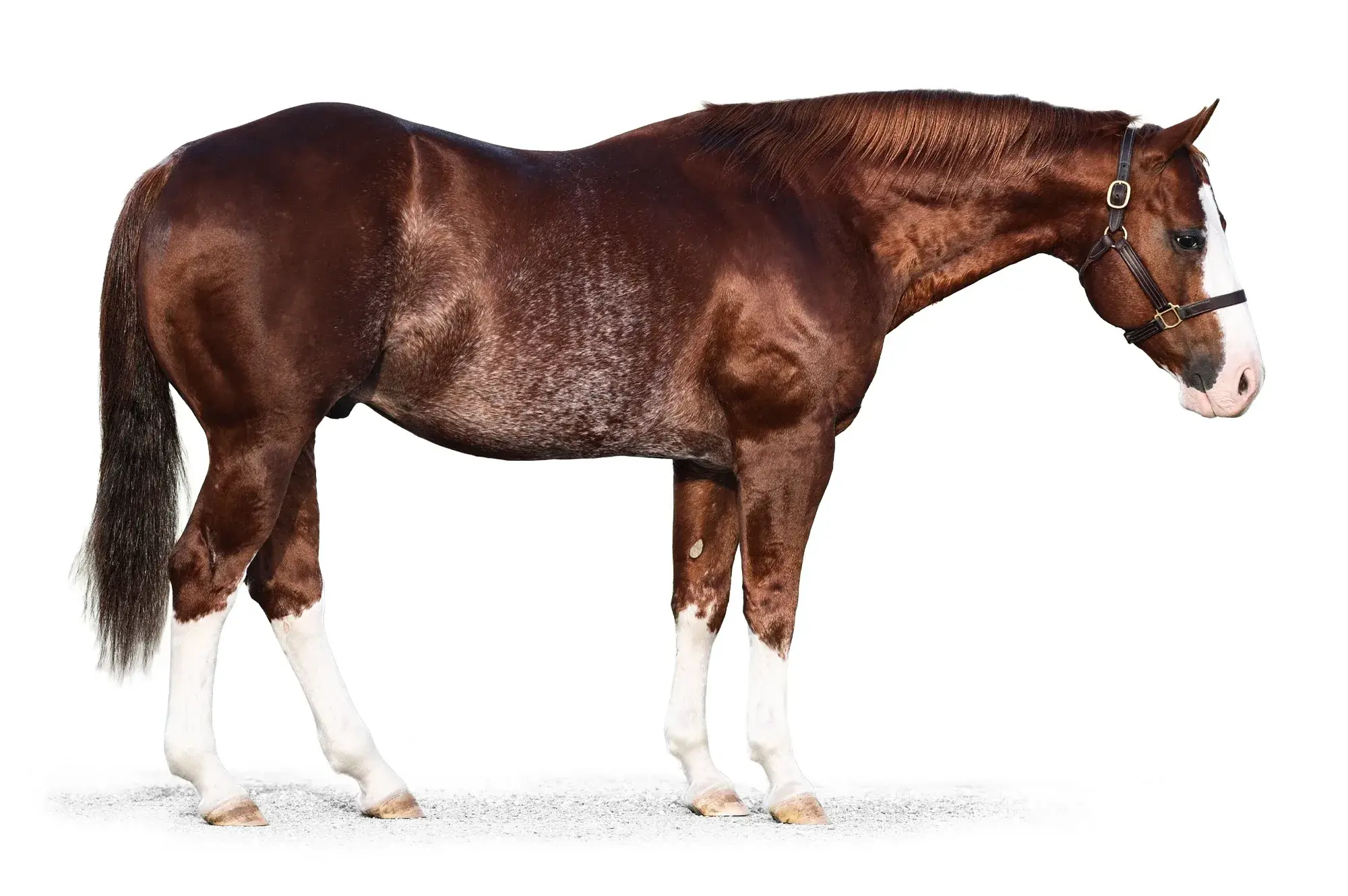 The Reyl McCoy, a 2012 sorrel overo cutting breeding stallion, by Dual Rey standing at Solo Select Horses