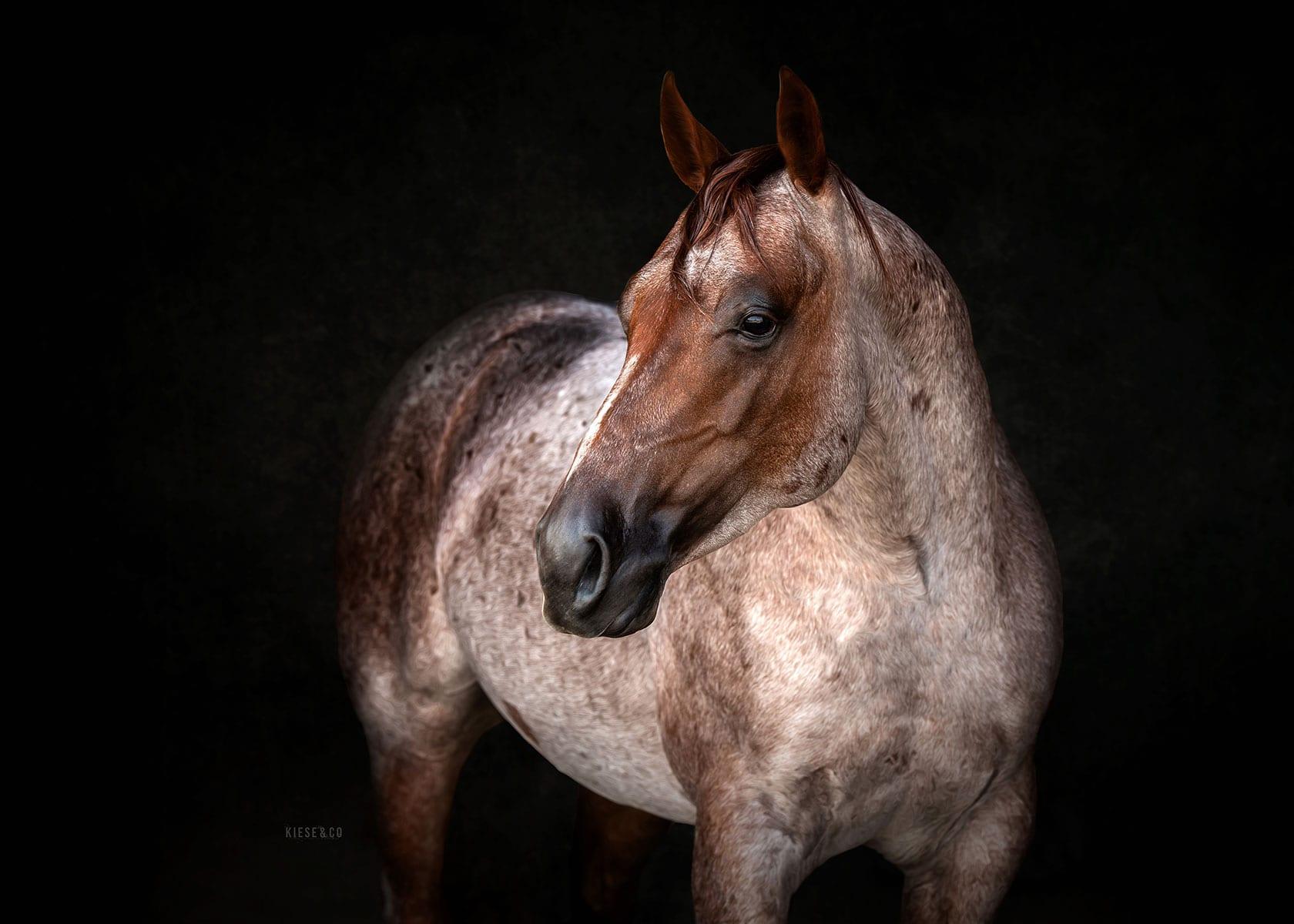 Third Edge, red roan cutting stallion at Solo Select Horses — photo 2
