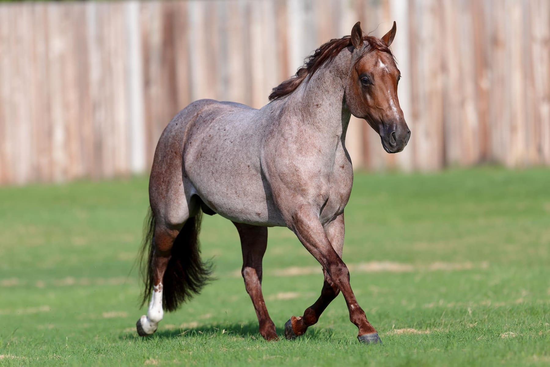 Third Edge, red roan cutting stallion at Solo Select Horses — photo 3