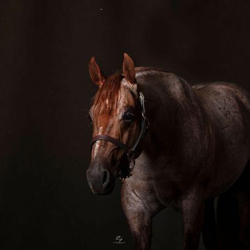 Third Edge, red roan cutting stallion at Solo Select Horses — photo 5