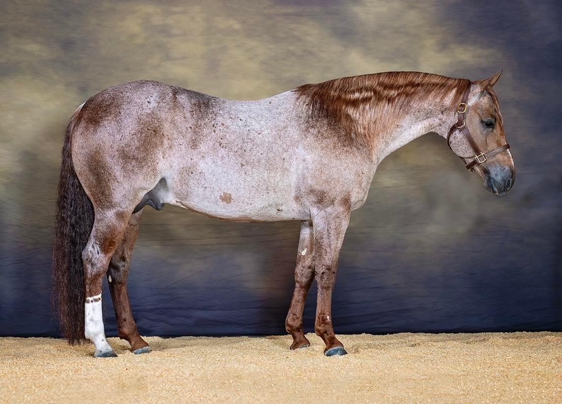 Third Edge, red roan cutting stallion at Solo Select Horses — photo 6