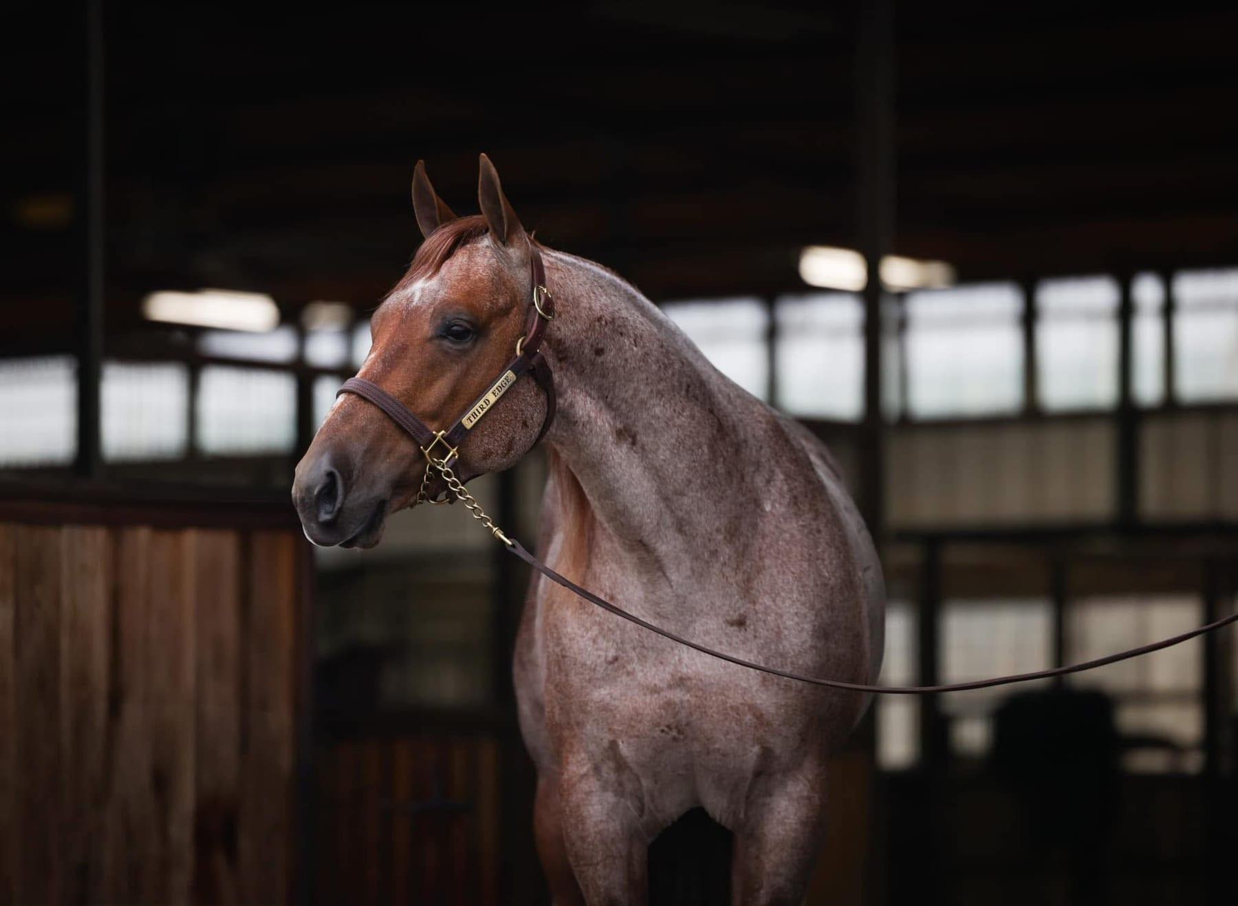 Third Edge, red roan cutting stallion at Solo Select Horses — photo 9