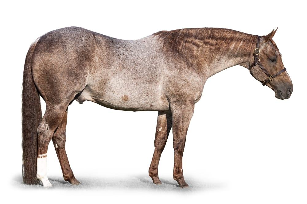 Third Edge, a 2018 red roan cutting breeding stallion, by Metallic Rebel standing at Solo Select Horses