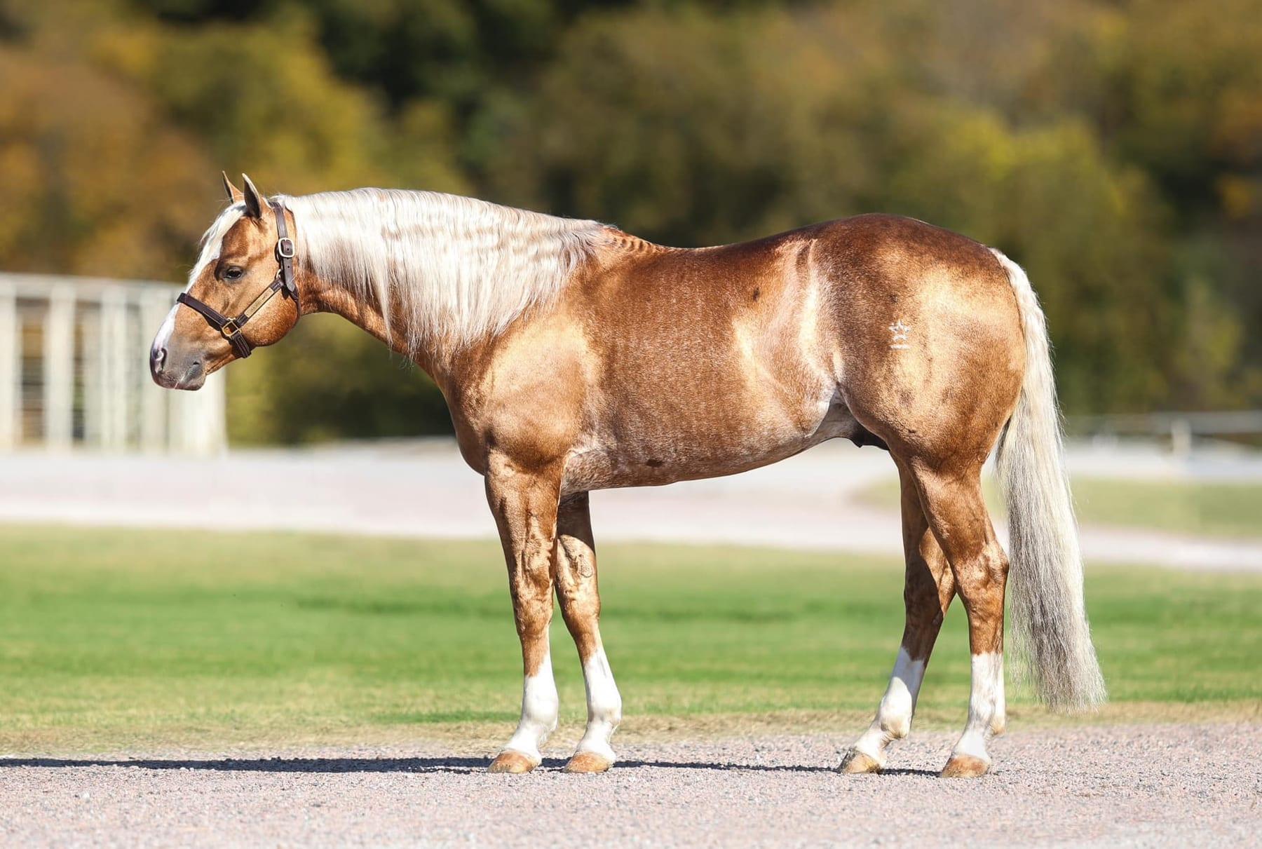 This Catt Shines, palomino roping stallion at Solo Select Horses — photo 1