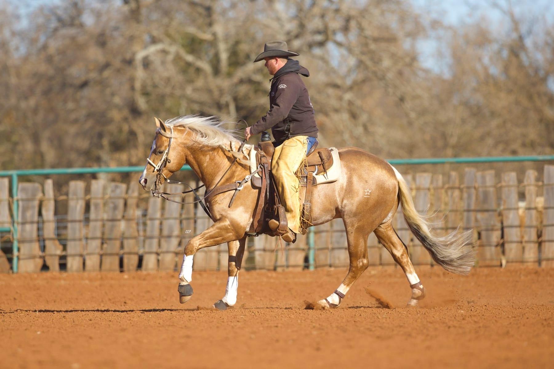This Catt Shines, palomino roping stallion at Solo Select Horses — photo 2