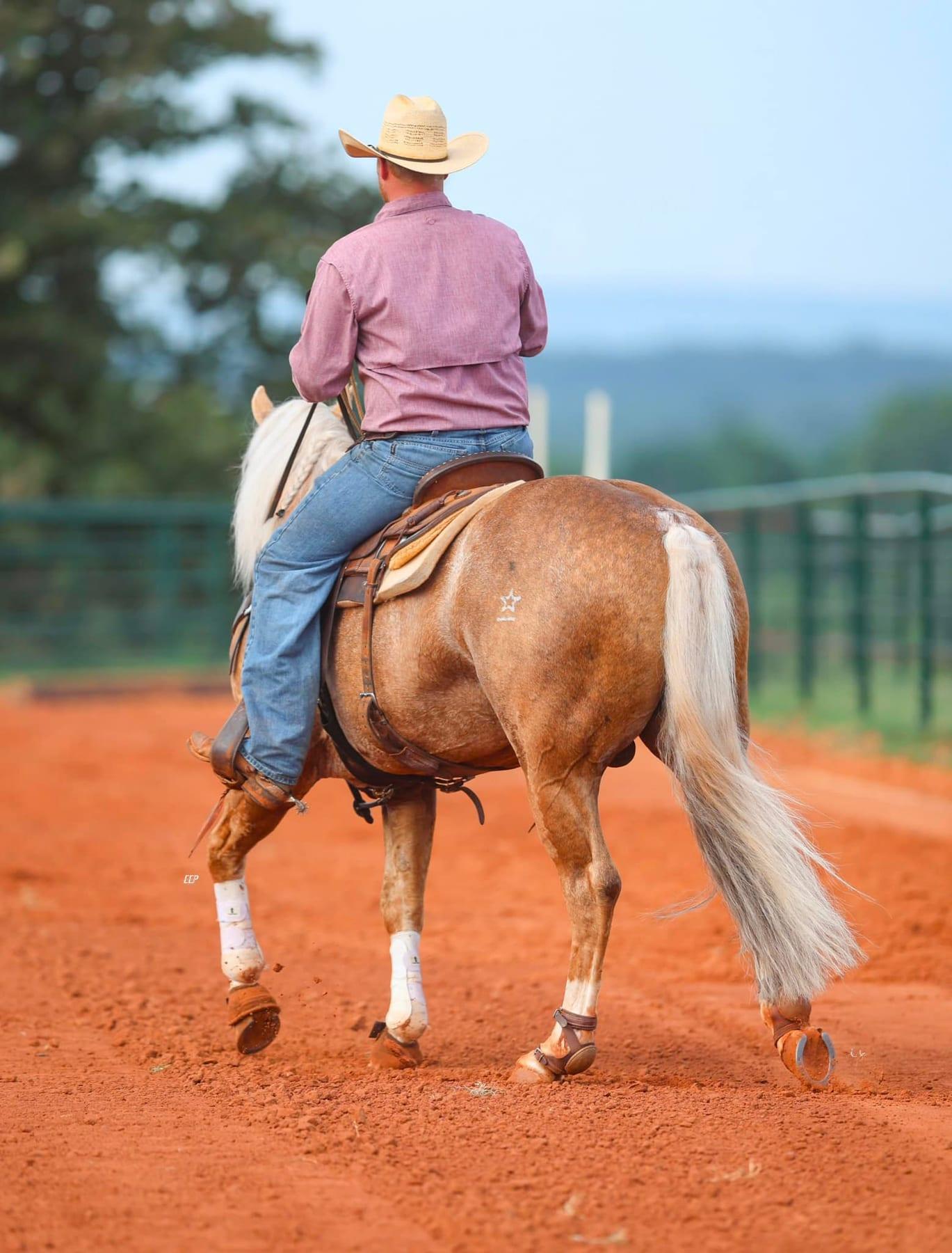 This Catt Shines, palomino roping stallion at Solo Select Horses — photo 4