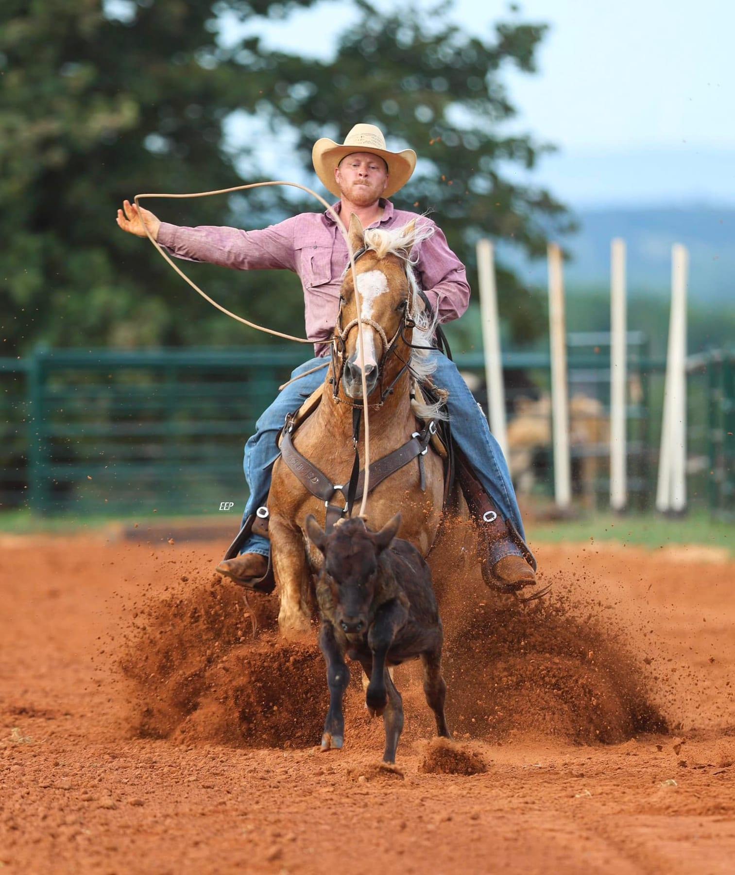 This Catt Shines, palomino roping stallion at Solo Select Horses — photo 5