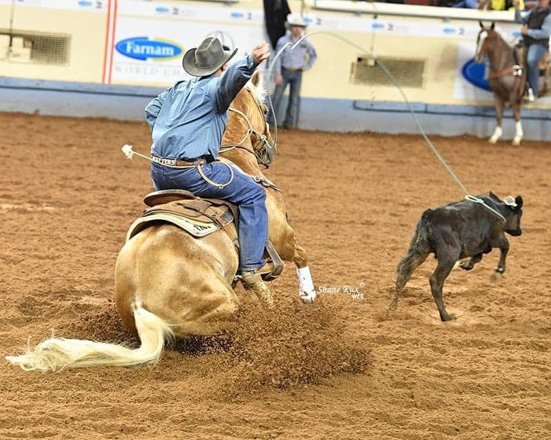 This Catt Shines, palomino roping stallion at Solo Select Horses — photo 6