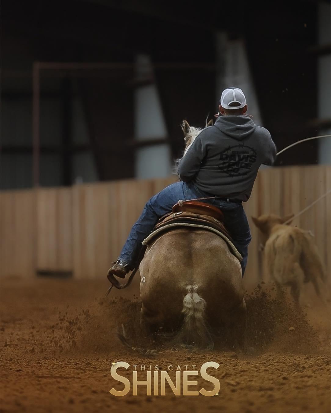 This Catt Shines, palomino roping stallion at Solo Select Horses — photo 7