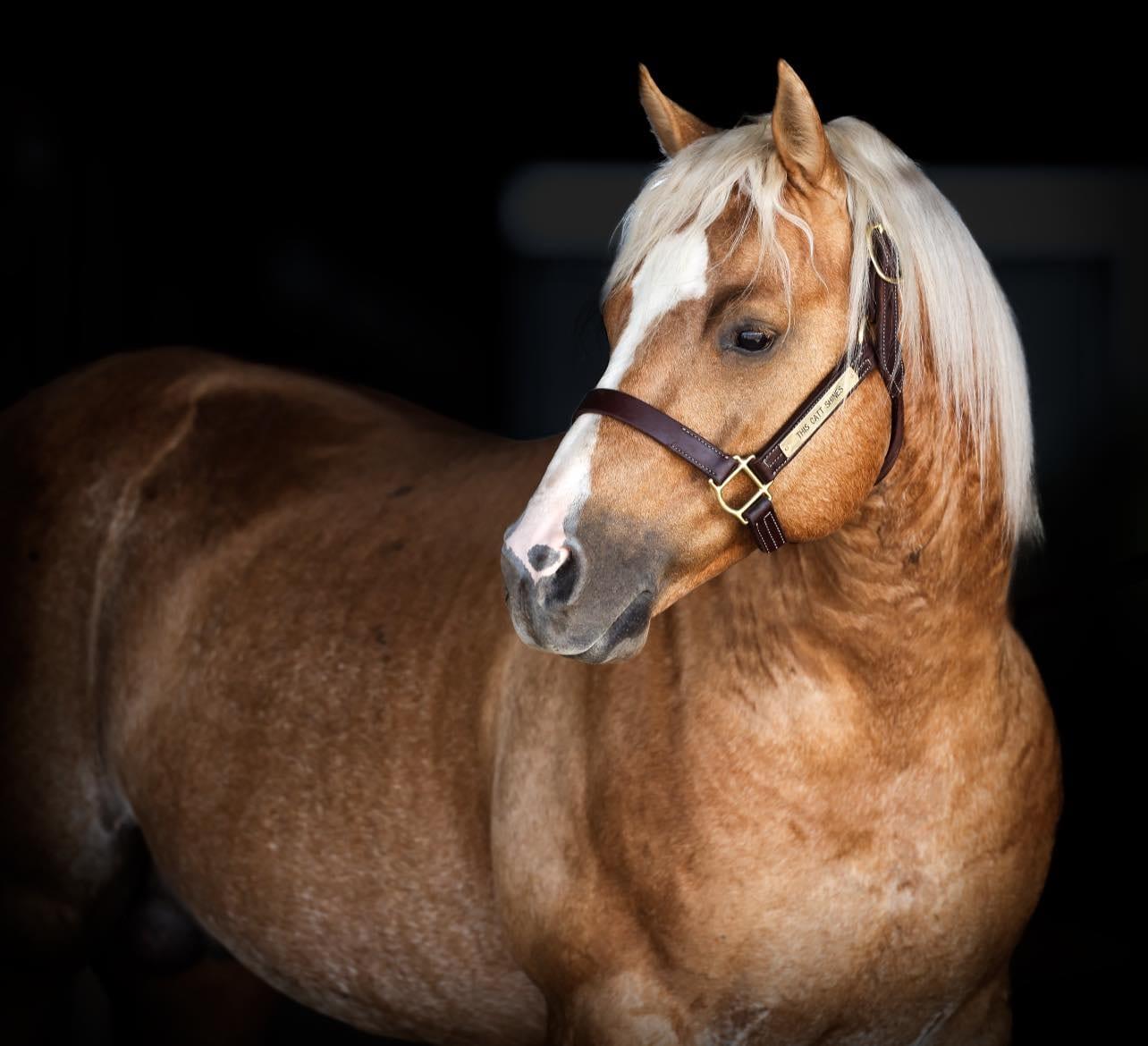 This Catt Shines, palomino roping stallion at Solo Select Horses — photo 8