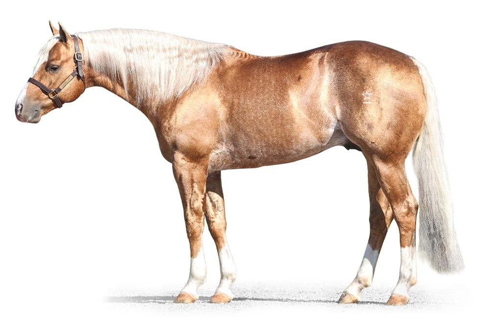 This Catt Shines, a 2018 palomino roping breeding stallion, by WR This Cats Smart standing at Solo Select Horses