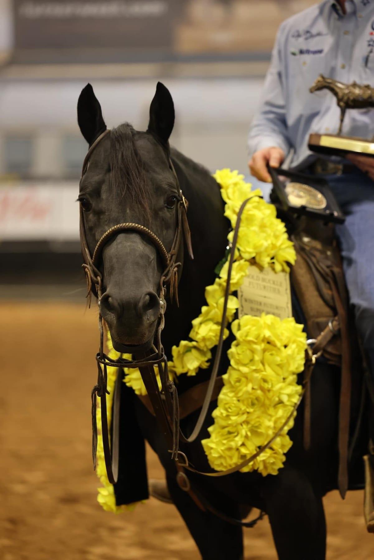 Time To Glo, black roping stallion at Solo Select Horses — photo 4