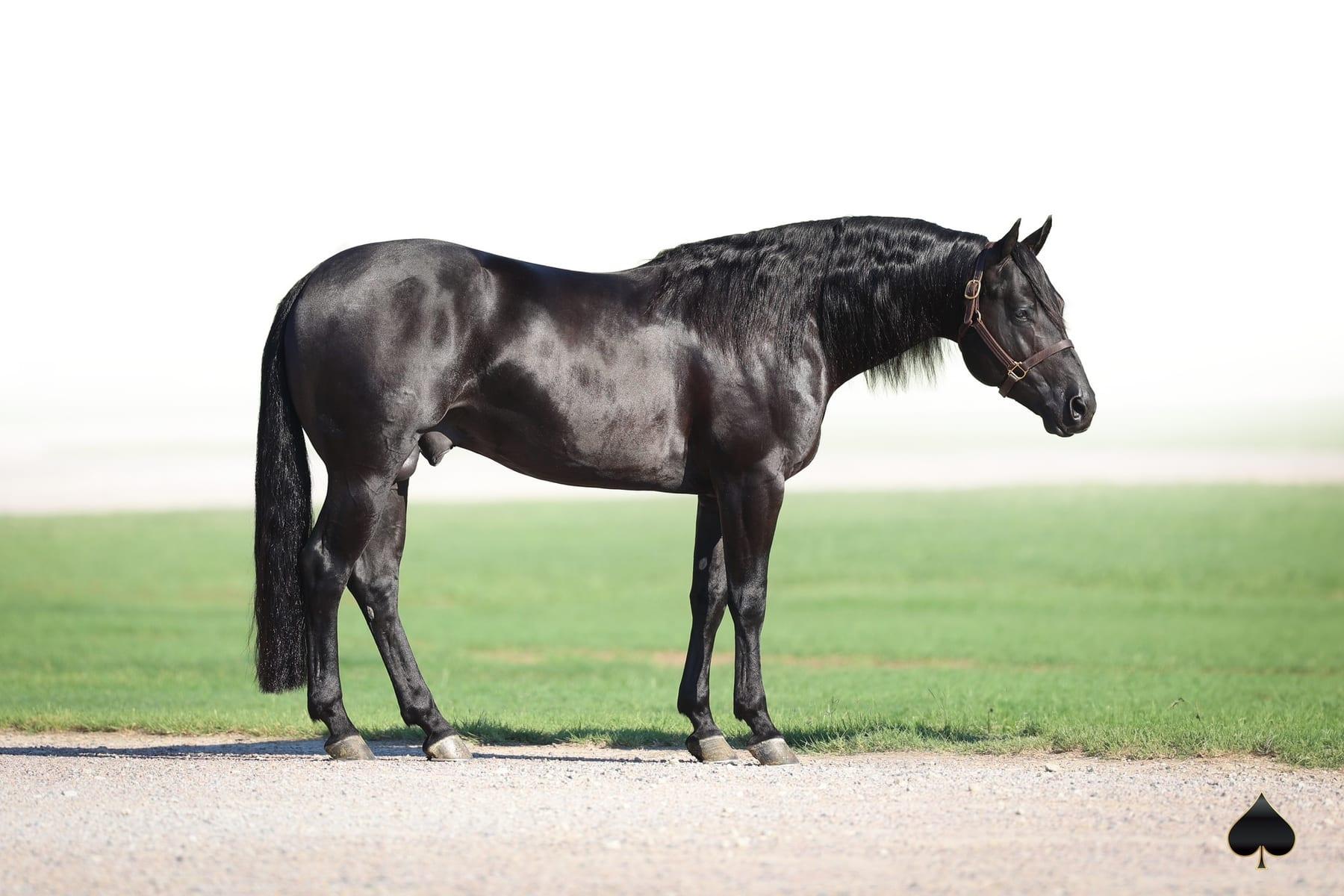 Time To Glo, black roping stallion at Solo Select Horses — photo 7