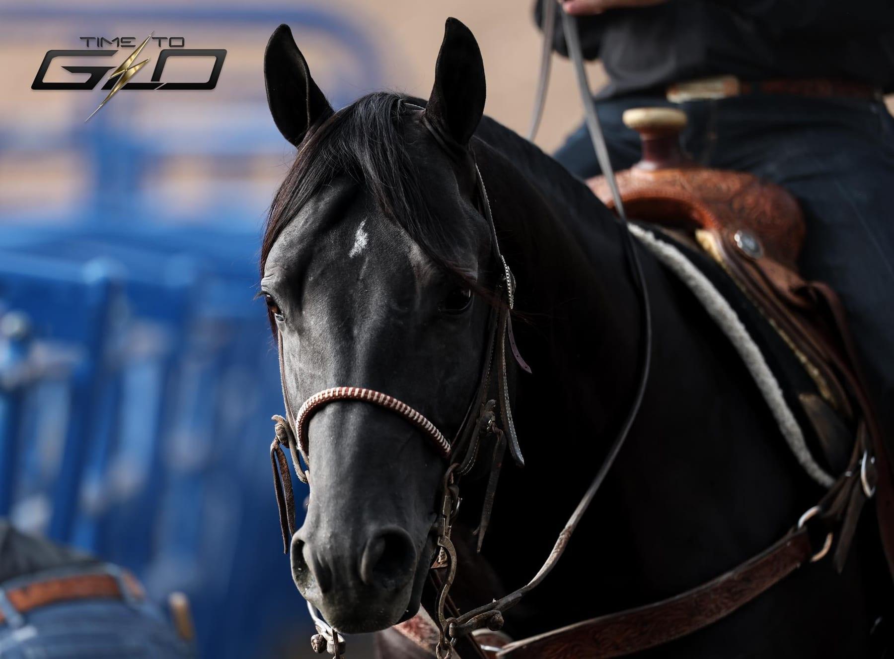 Time To Glo, black roping stallion at Solo Select Horses — photo 9