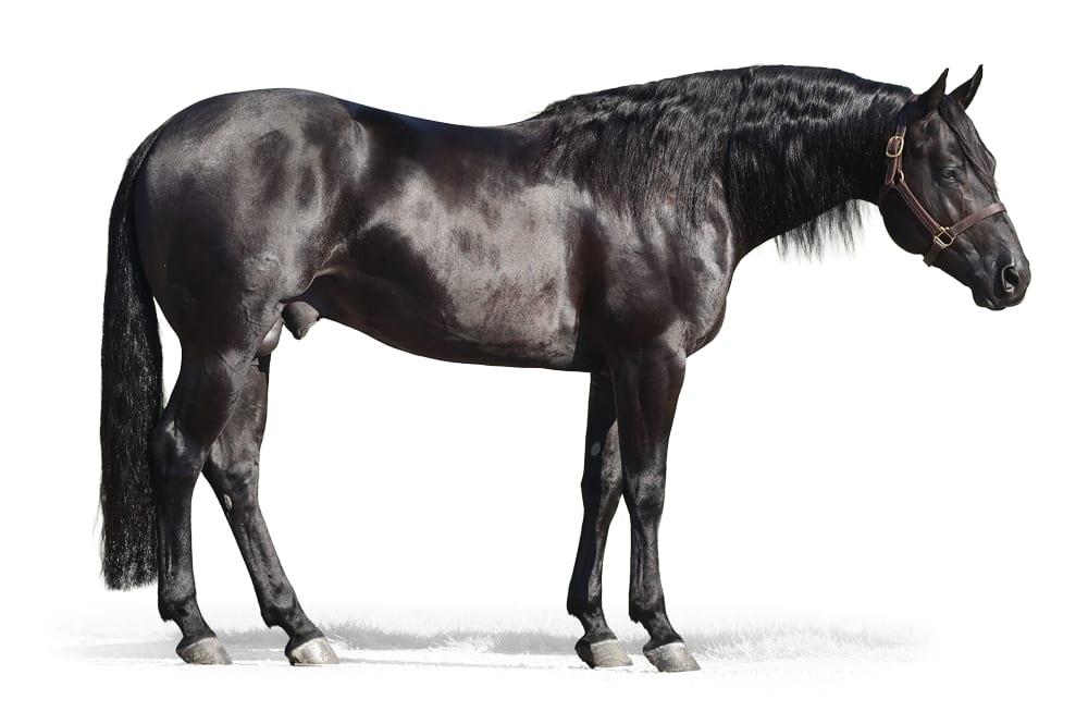 Time To Glo, a 2019 black roping breeding stallion, by Hickory Holly Time standing at Solo Select Horses