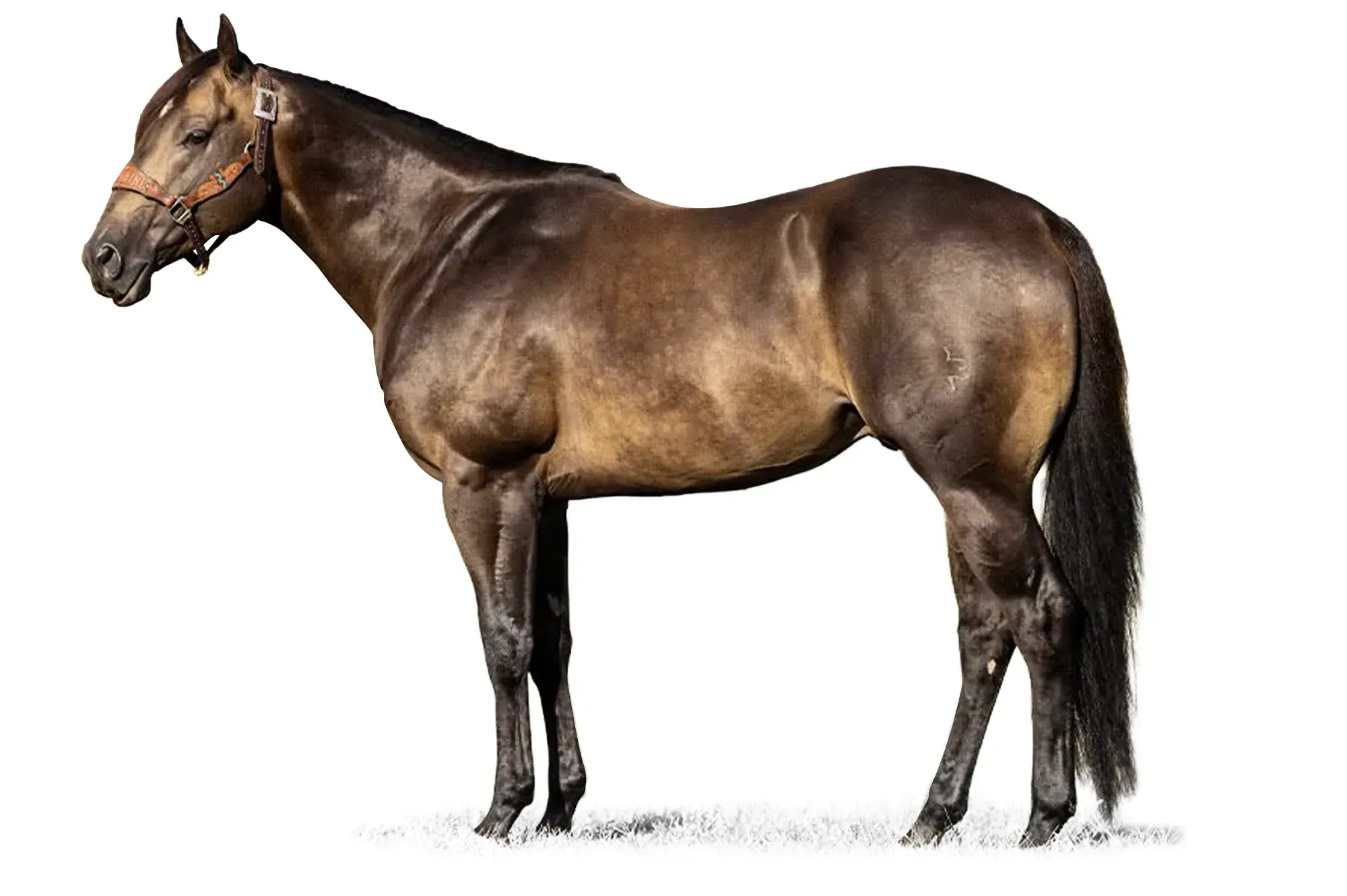 Wolverrine, a 2020 buckskin barrel racing breeding stallion, by The Goodbye Lane standing at Solo Select Horses