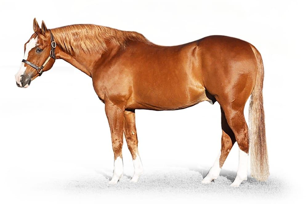 Woody Be Tuff, a 2001 sorrel cutting breeding stallion, by Nitas Wood standing at Solo Select Horses