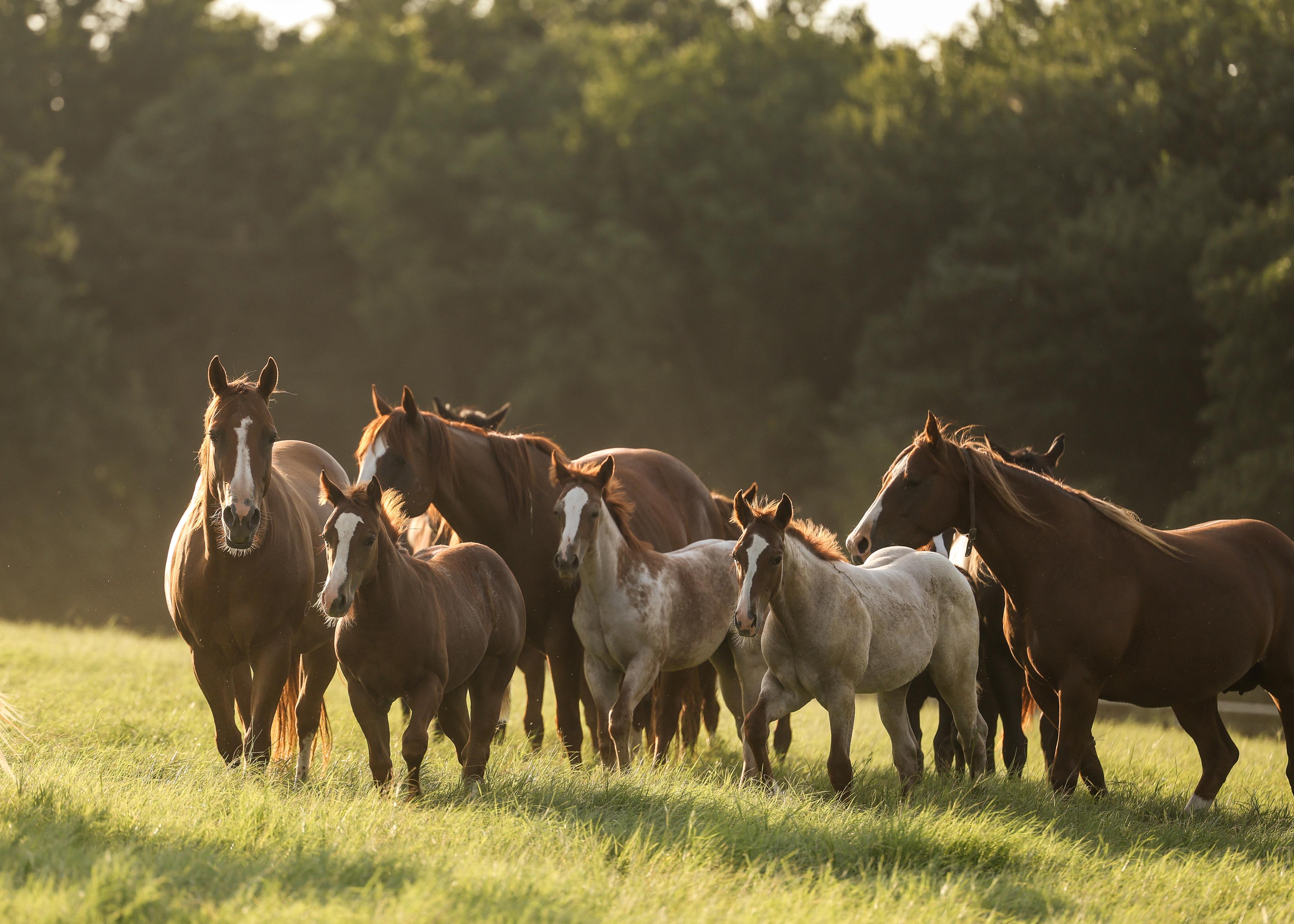 Mares and foals grazing at golden hour at Solo Select in North Texas