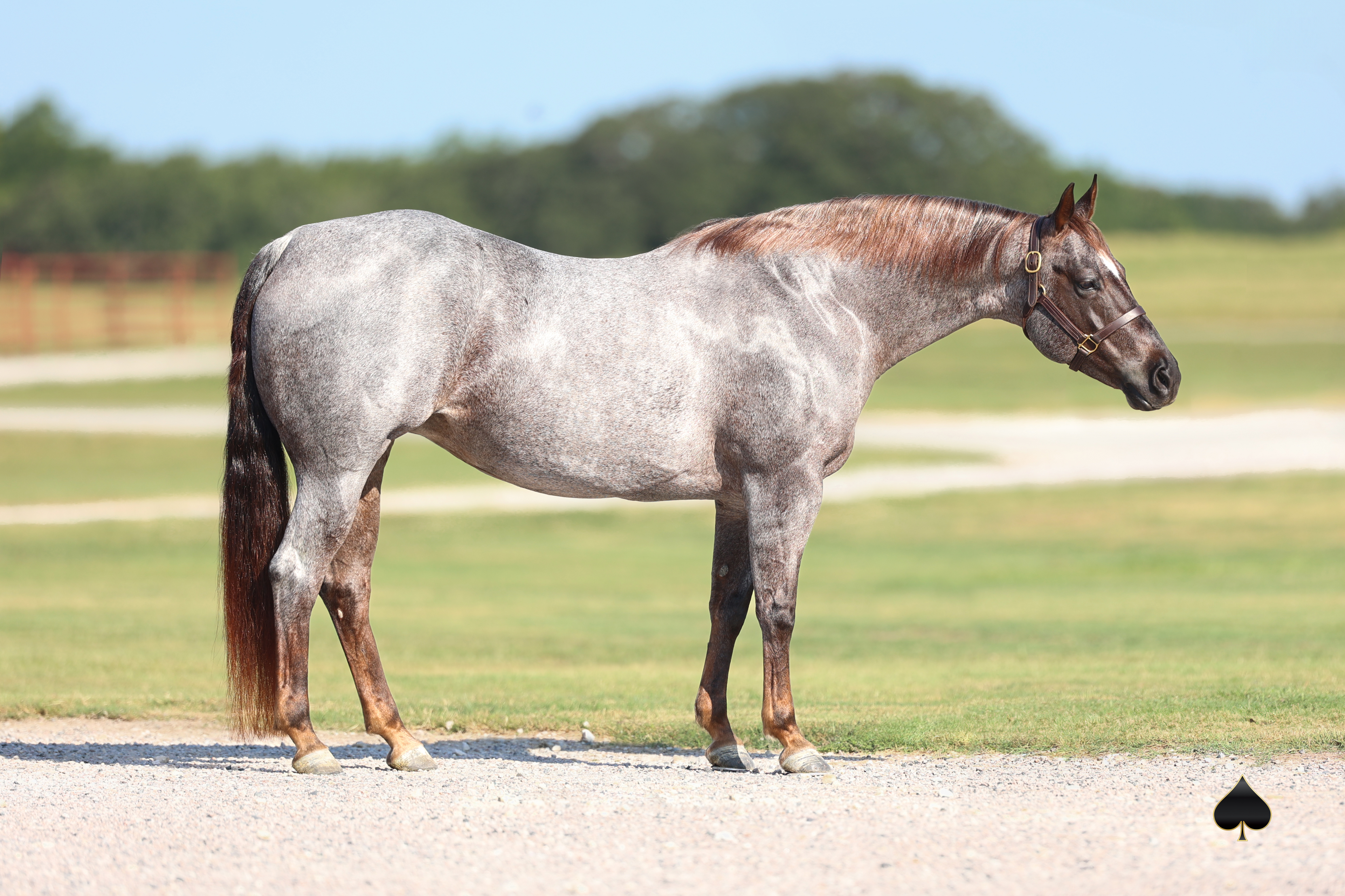 Red roan mare standing square for a professional conformation photo
