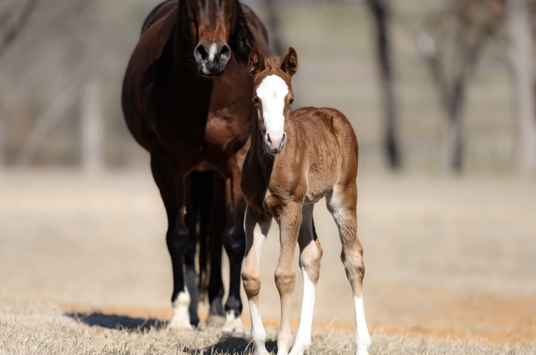 A Solo Select mare and foal raised on ADM nutrition