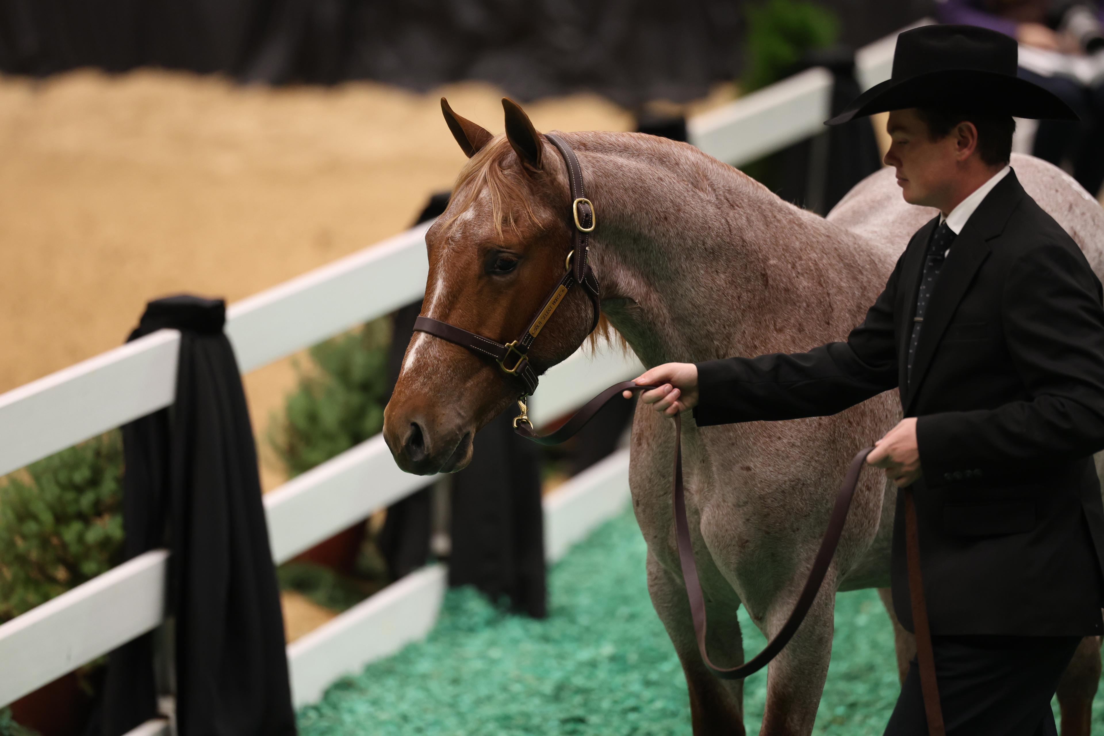 Fitted red roan led by a suited handler at the Solo Select sale ring