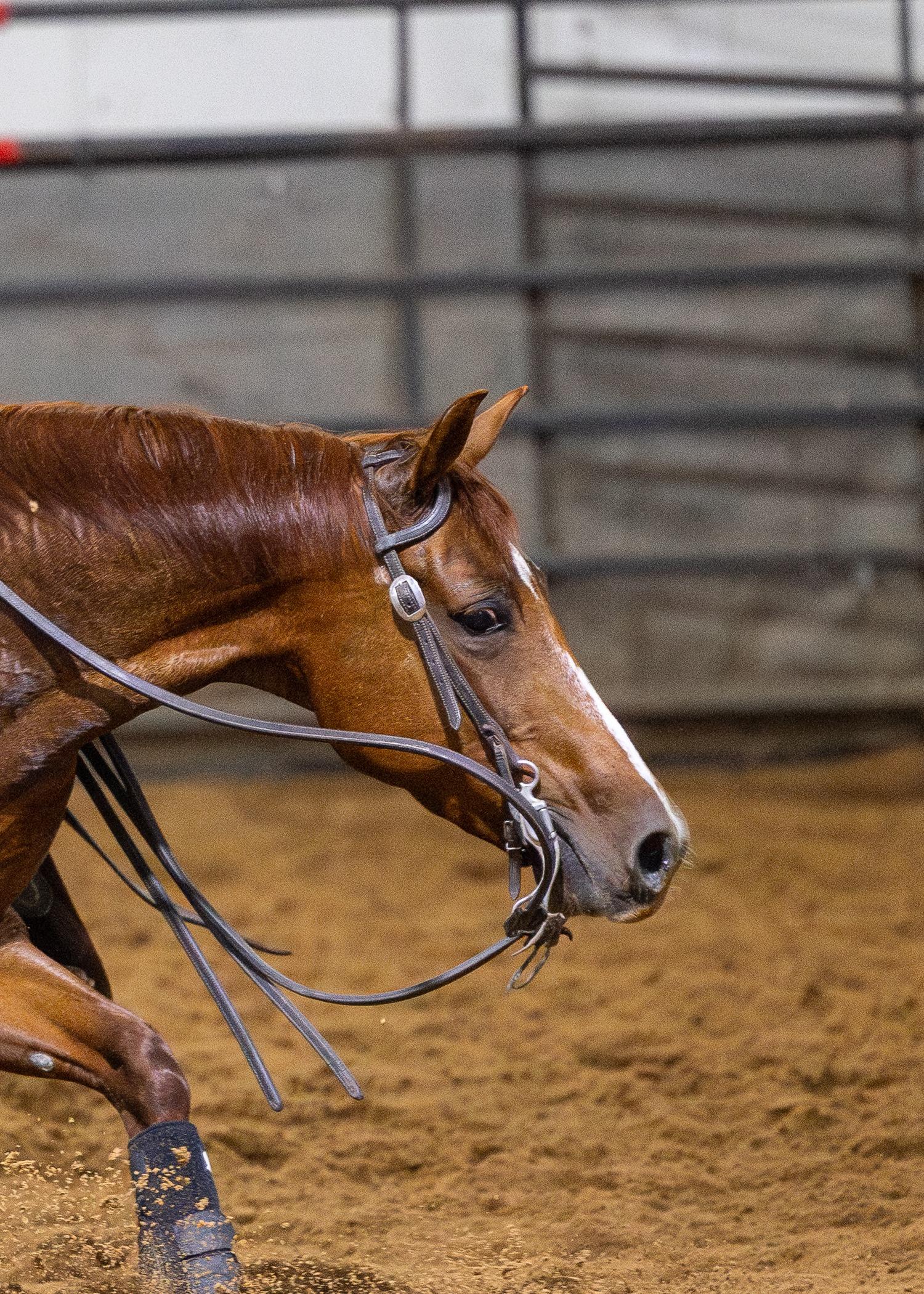 A Solo Select performance mare photographed for an embryo offering