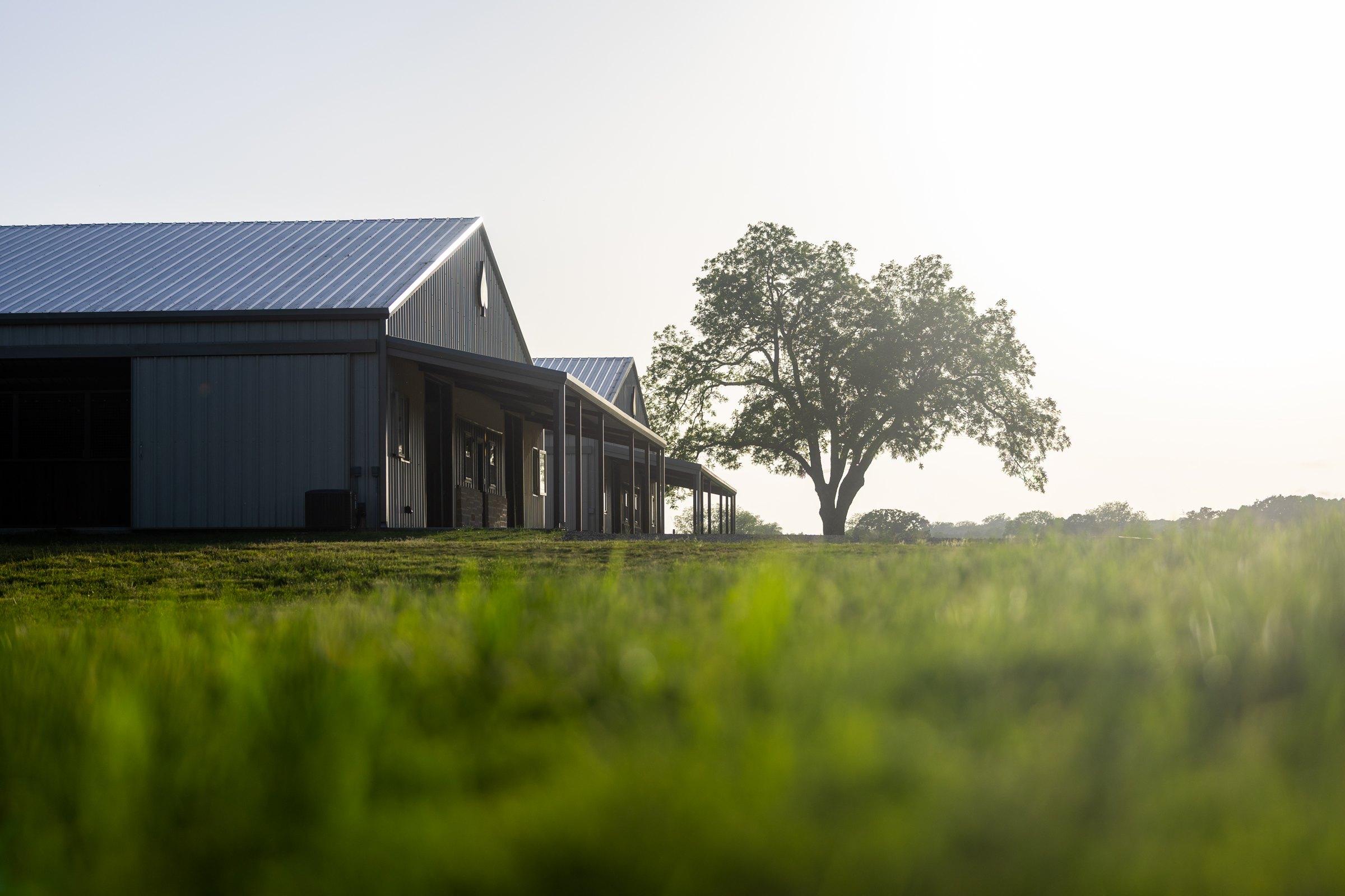 The Solo Select stallion barn at sunrise beside a Texas oak.