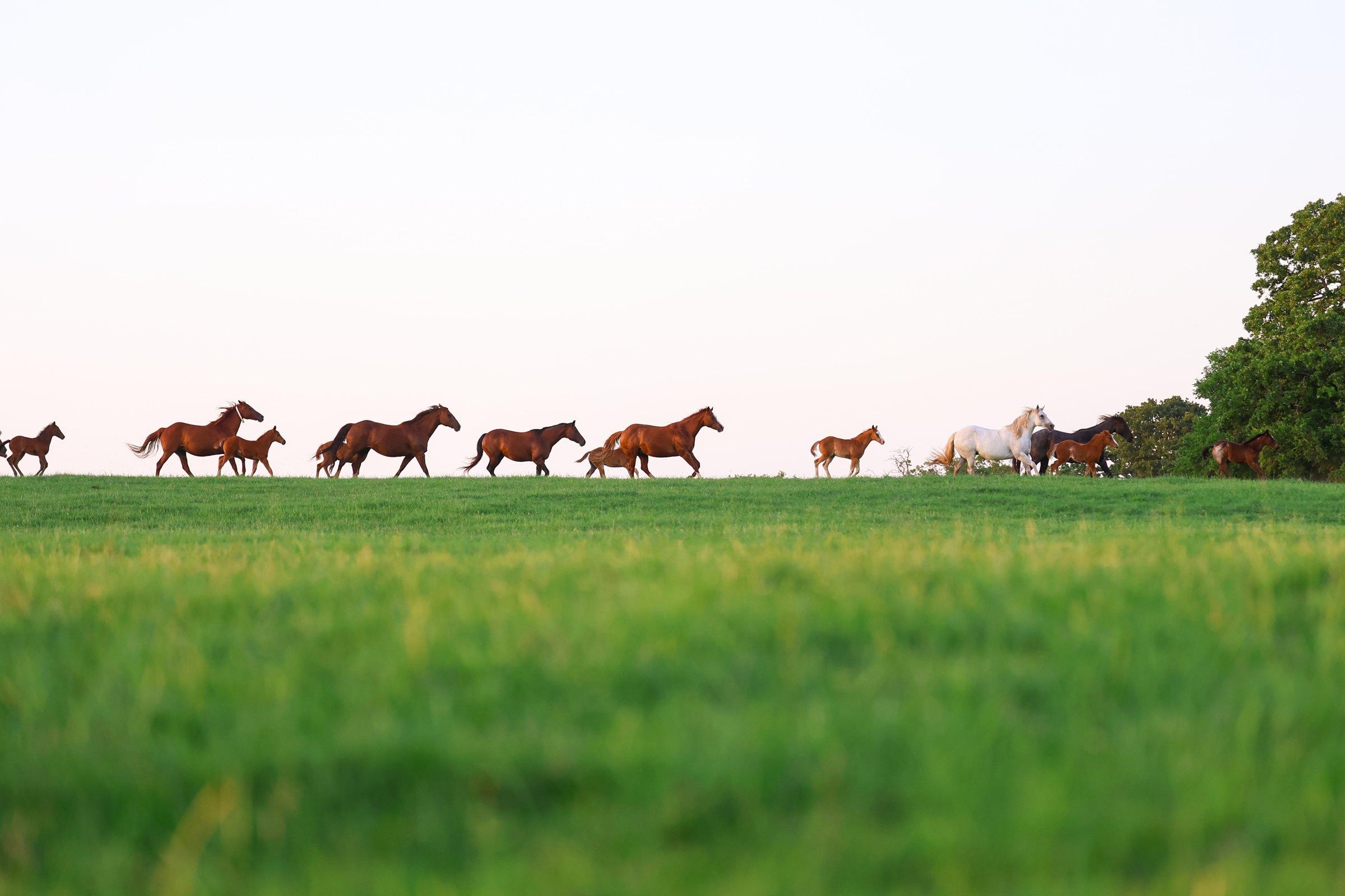 Solo Select broodmares and foals crossing a green North Texas hilltop