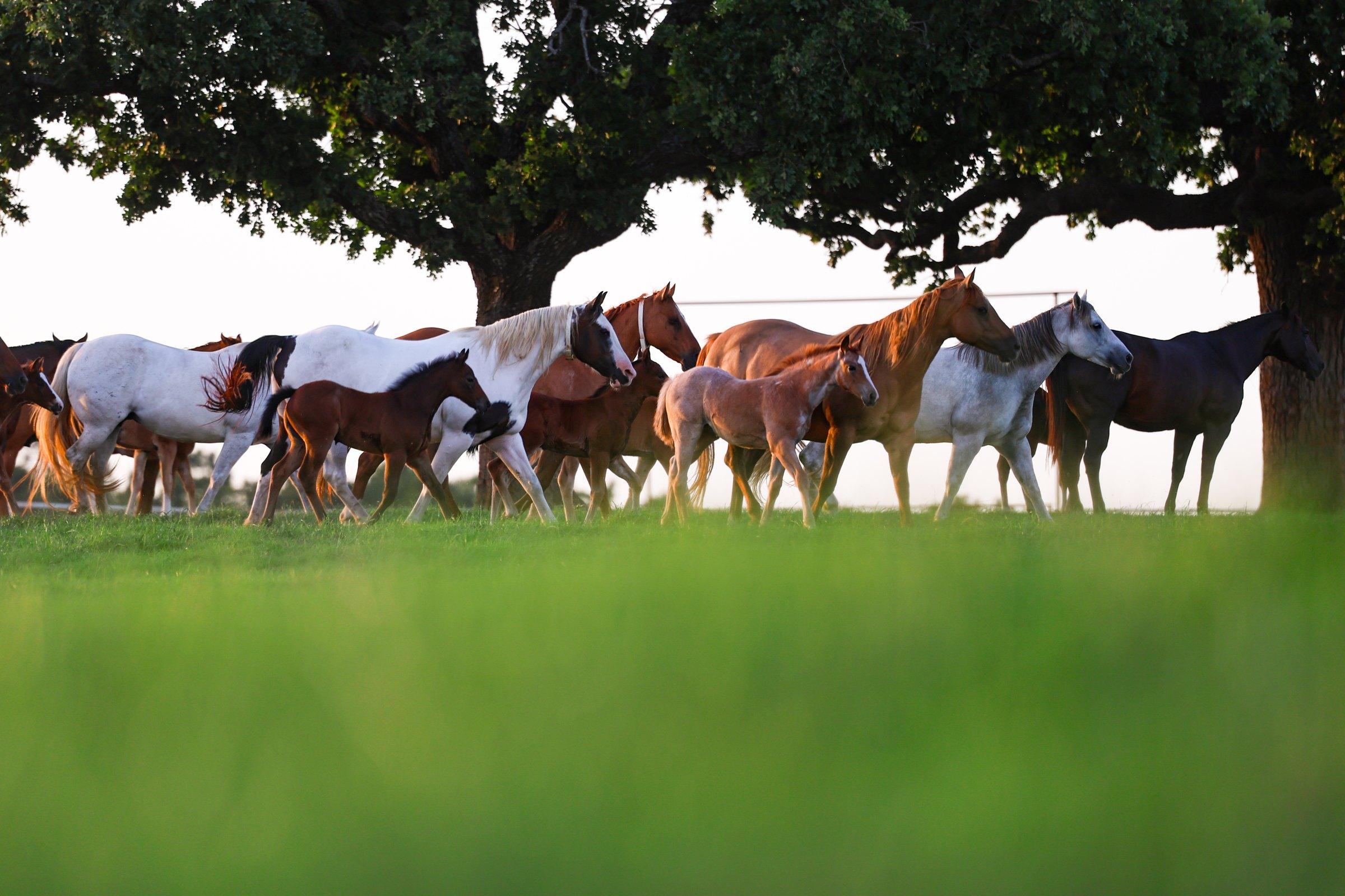 Solo Select broodmares moving together beneath an oak tree in North Texas