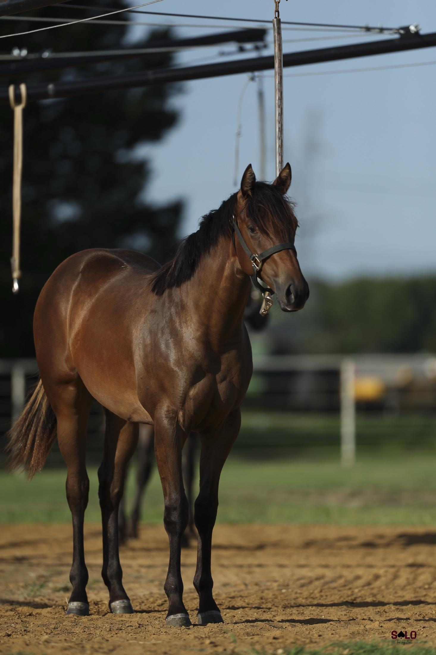 A Solo Select cutting horse photographed as an individual athlete