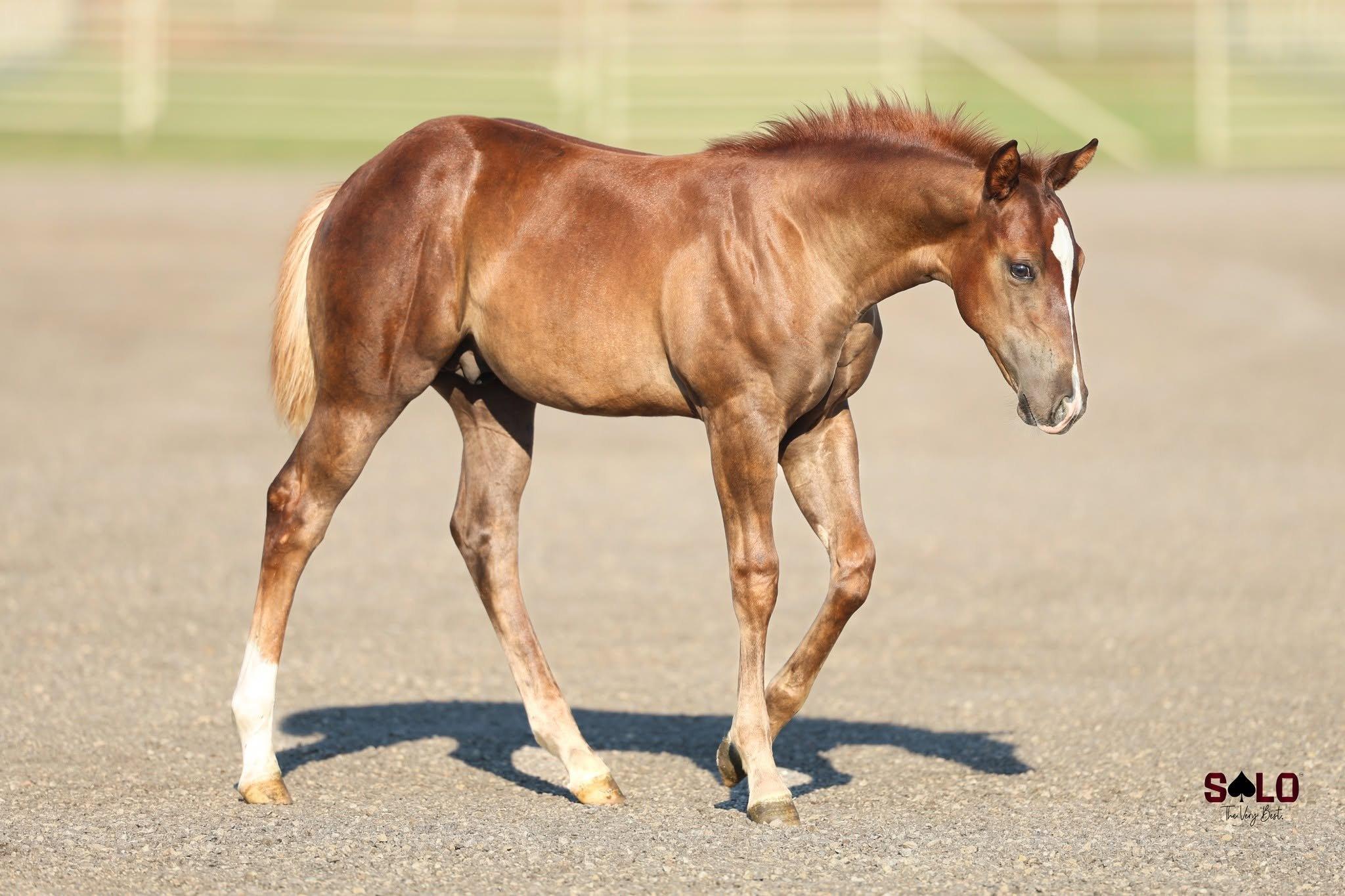 A Solo Select foal standing for an individual conformation evaluation