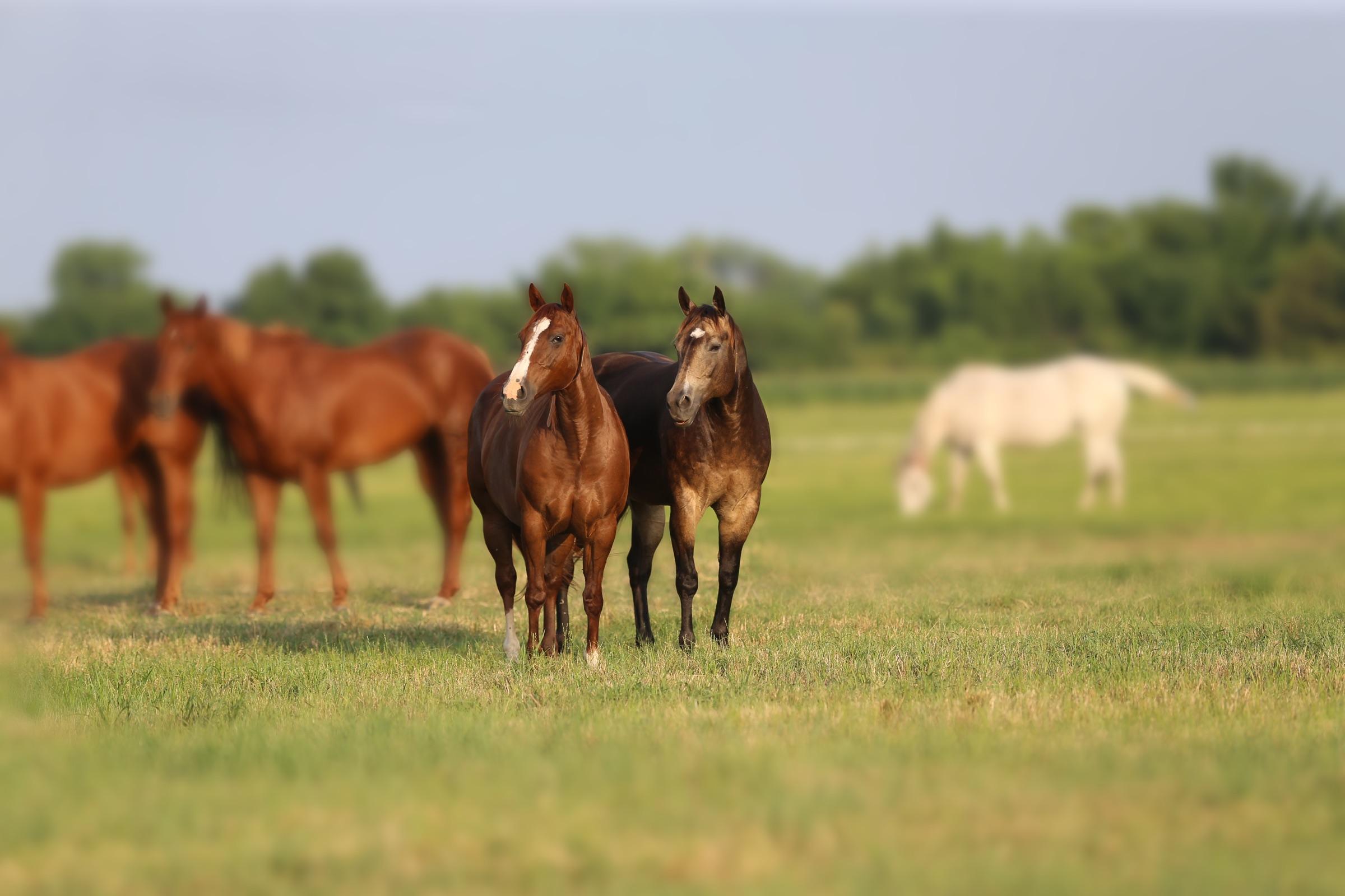 Solo Select mares grazing together at golden hour in North Texas