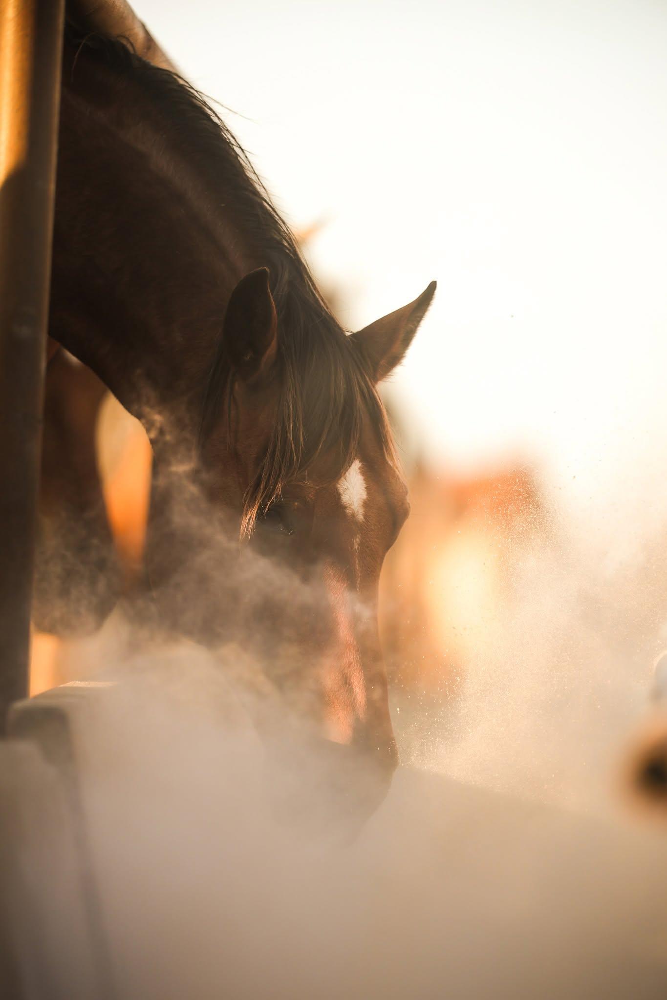 A recipient mare feeding at the Solo Select Recip Farm