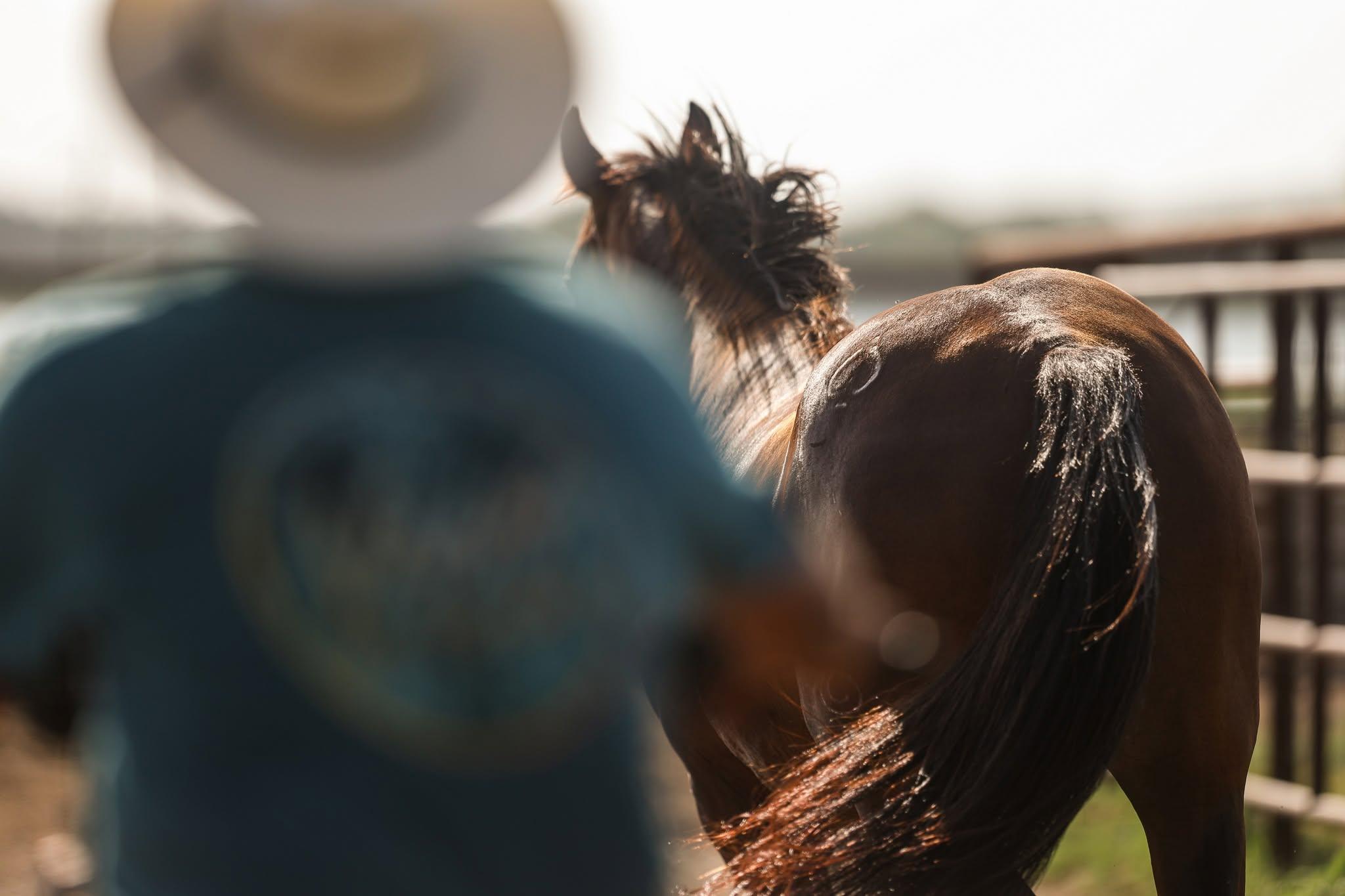 A recipient mare at the Solo Select Recip Farm in North Texas