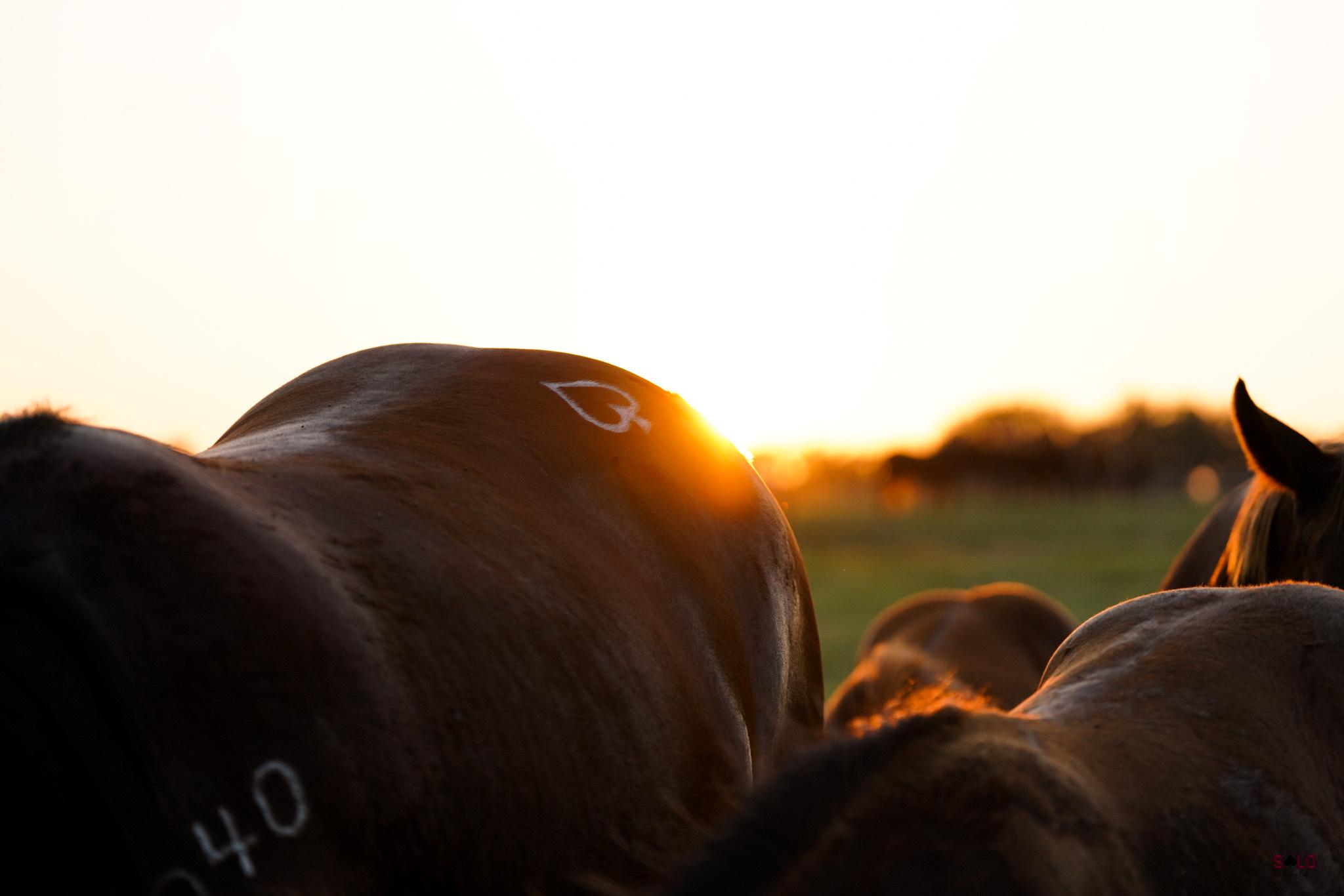 Branded recipient mares standing together at sunset at Solo Select