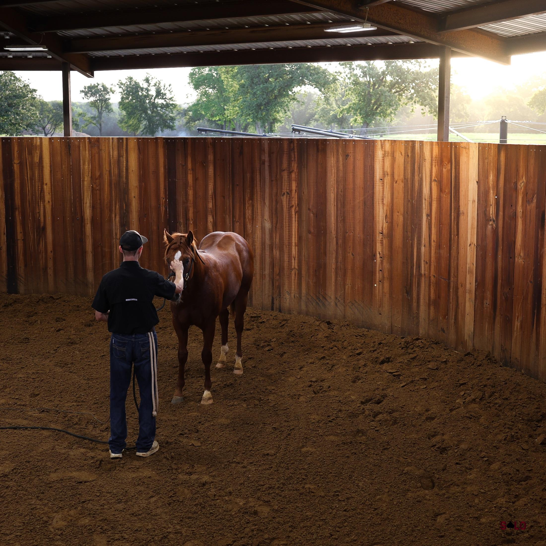 A horse in the round pen at golden hour