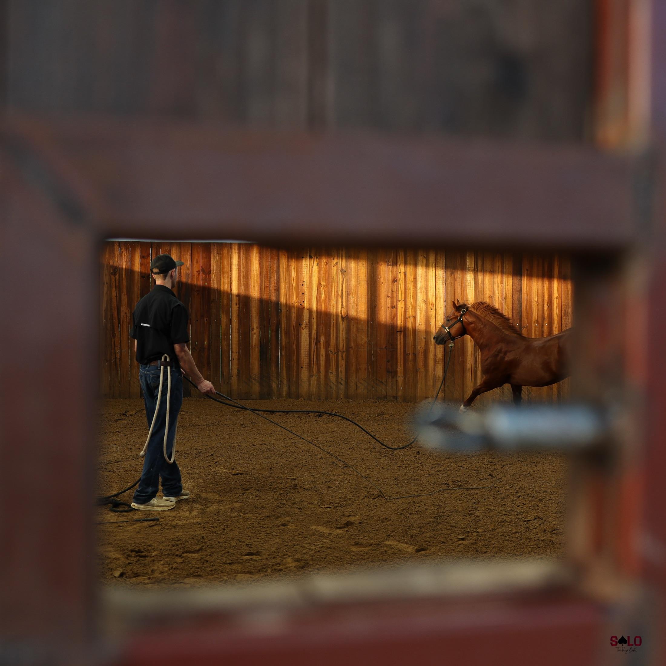 A horse working in the round pen