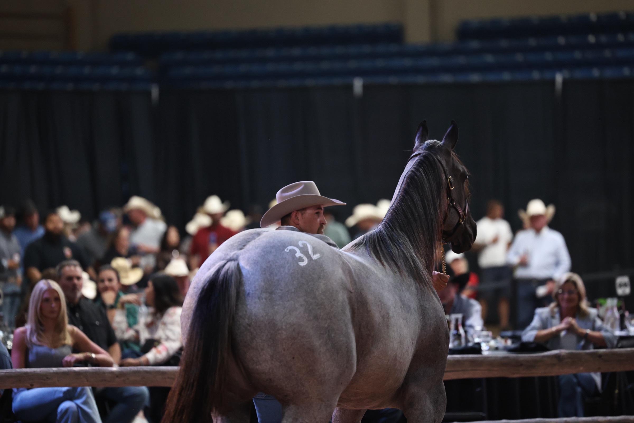 A gray performance horse presented as hip 32 in the Solo Select sale ring