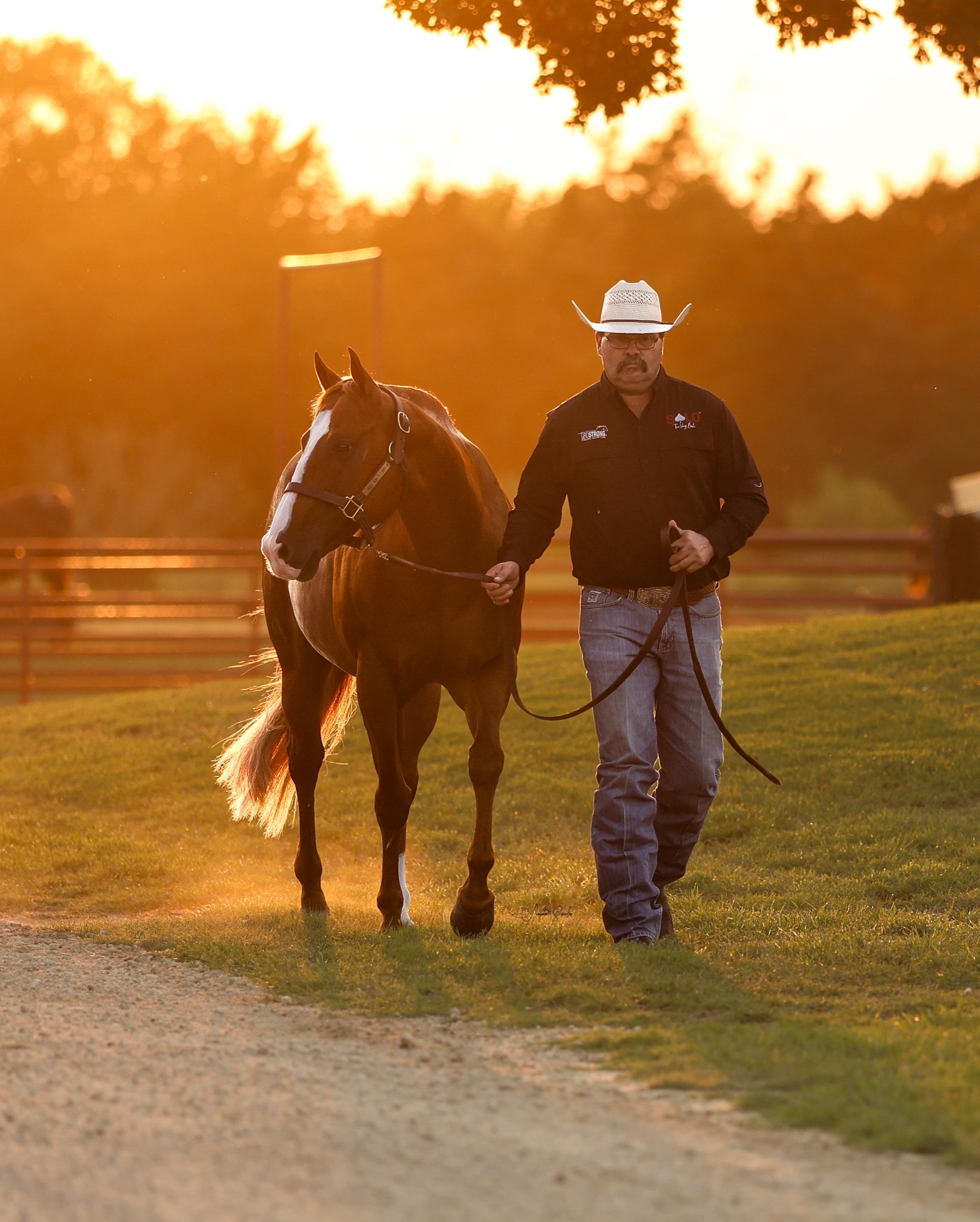 A Solo Select stallion standing with his handler