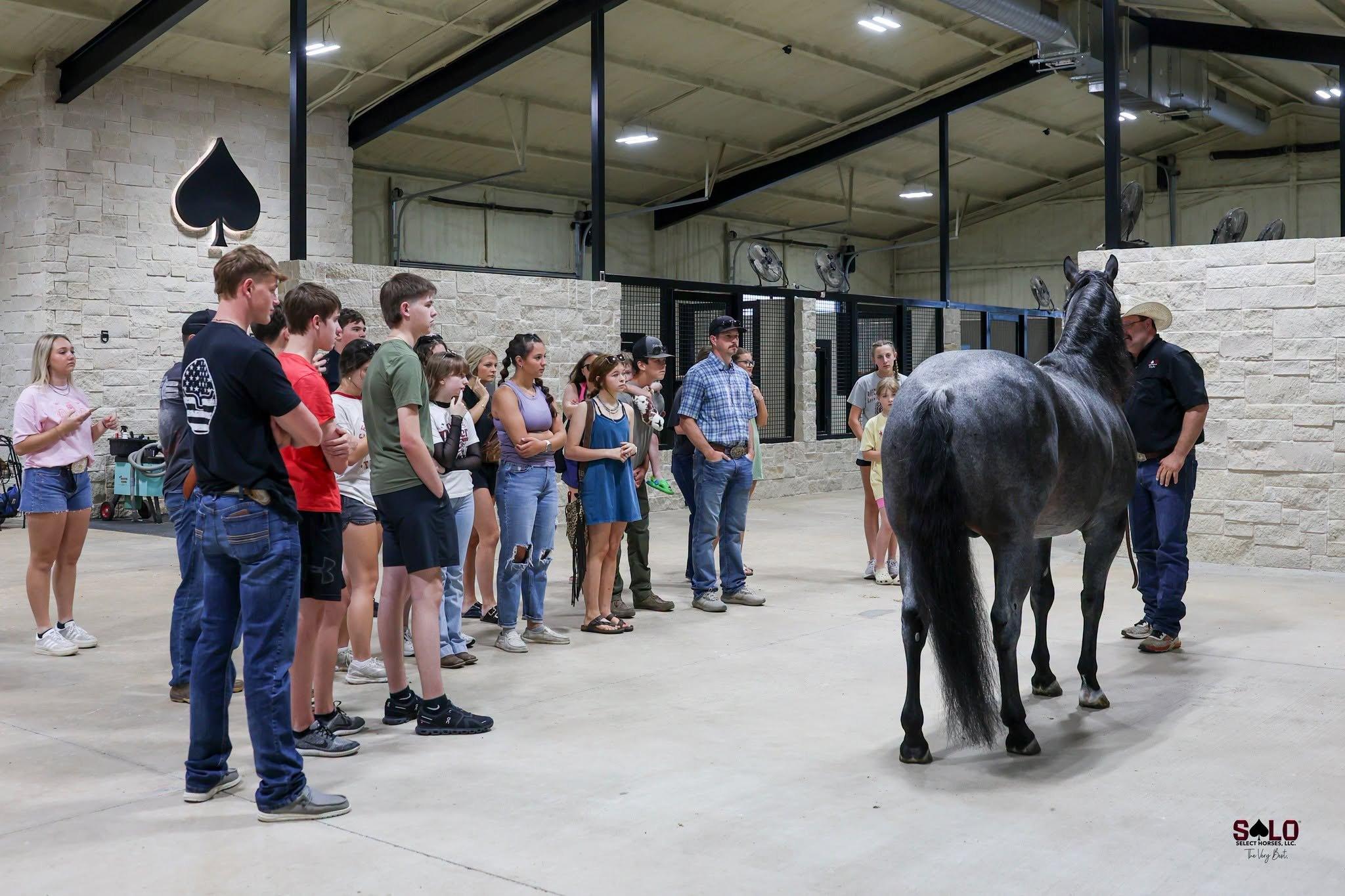 Visitors lined up to see a stallion presented in the Solo Select barn.