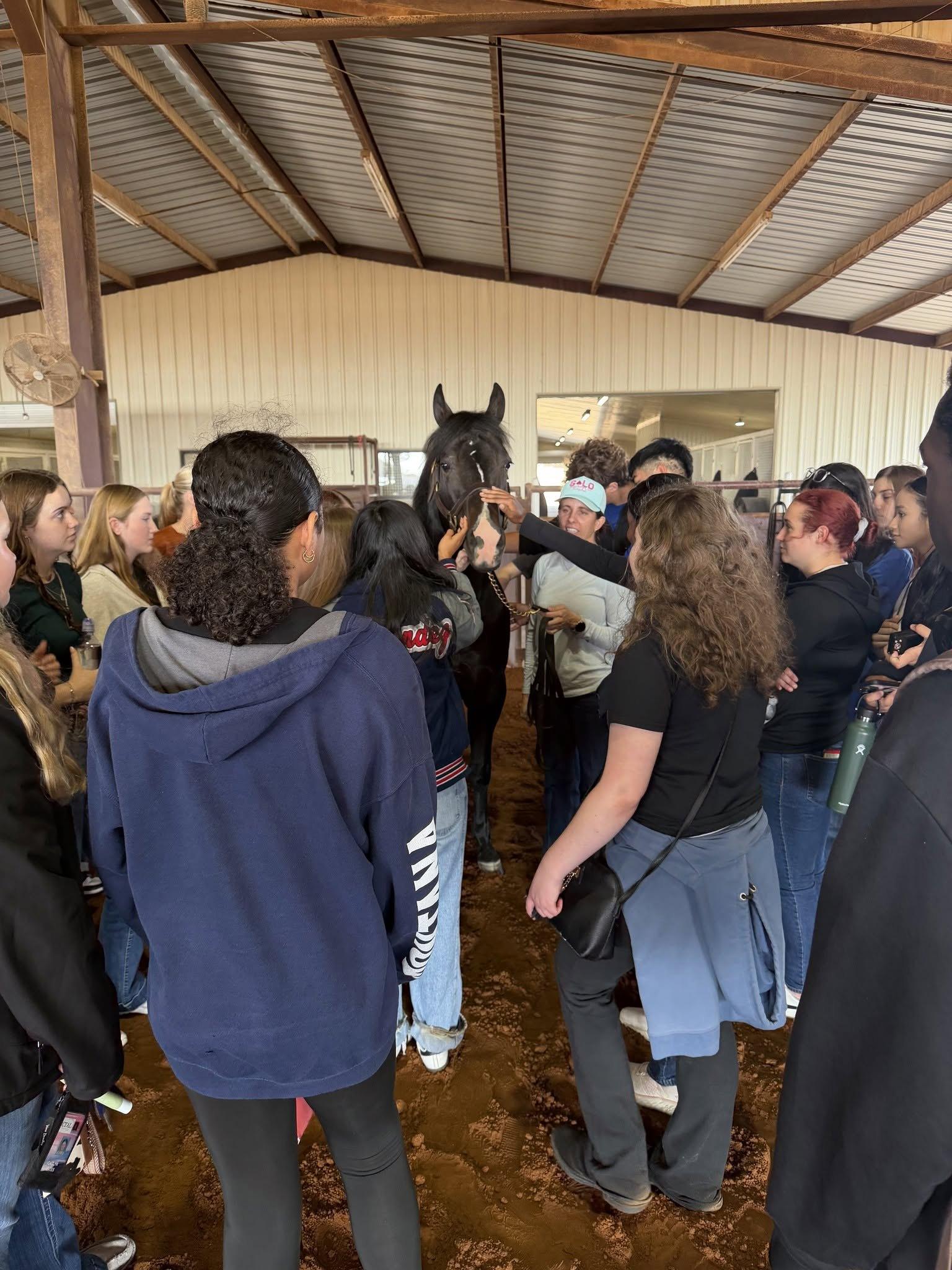 A group gathered around a stallion at Solo Select.