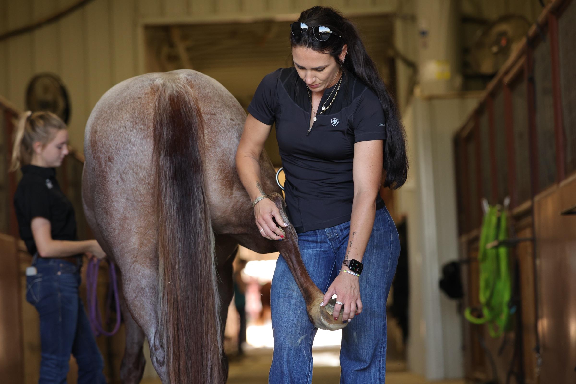 A veterinarian examining a horse's leg in the barn aisle at Solo Select