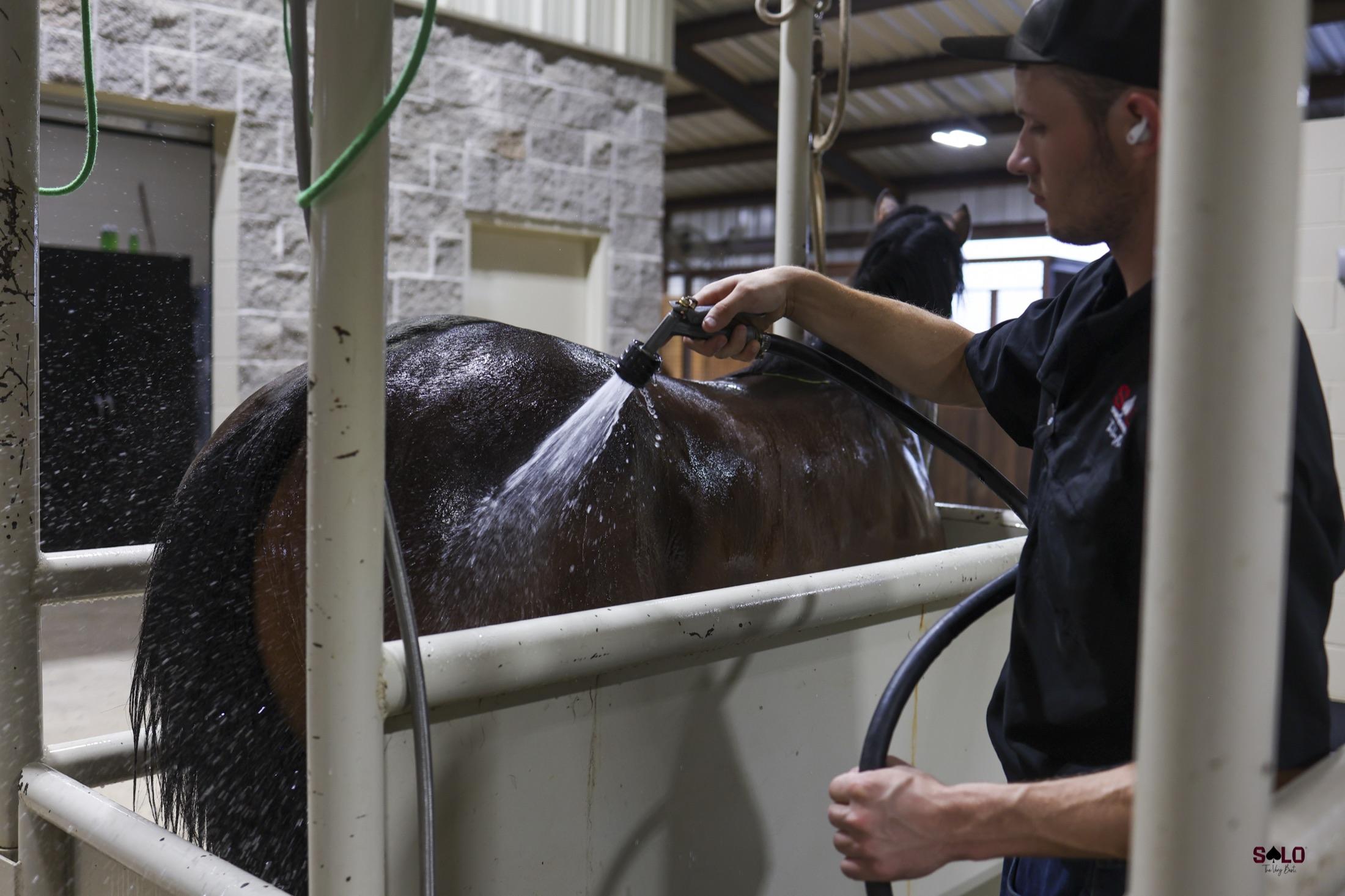 Washing a horse in the indoor wash rack